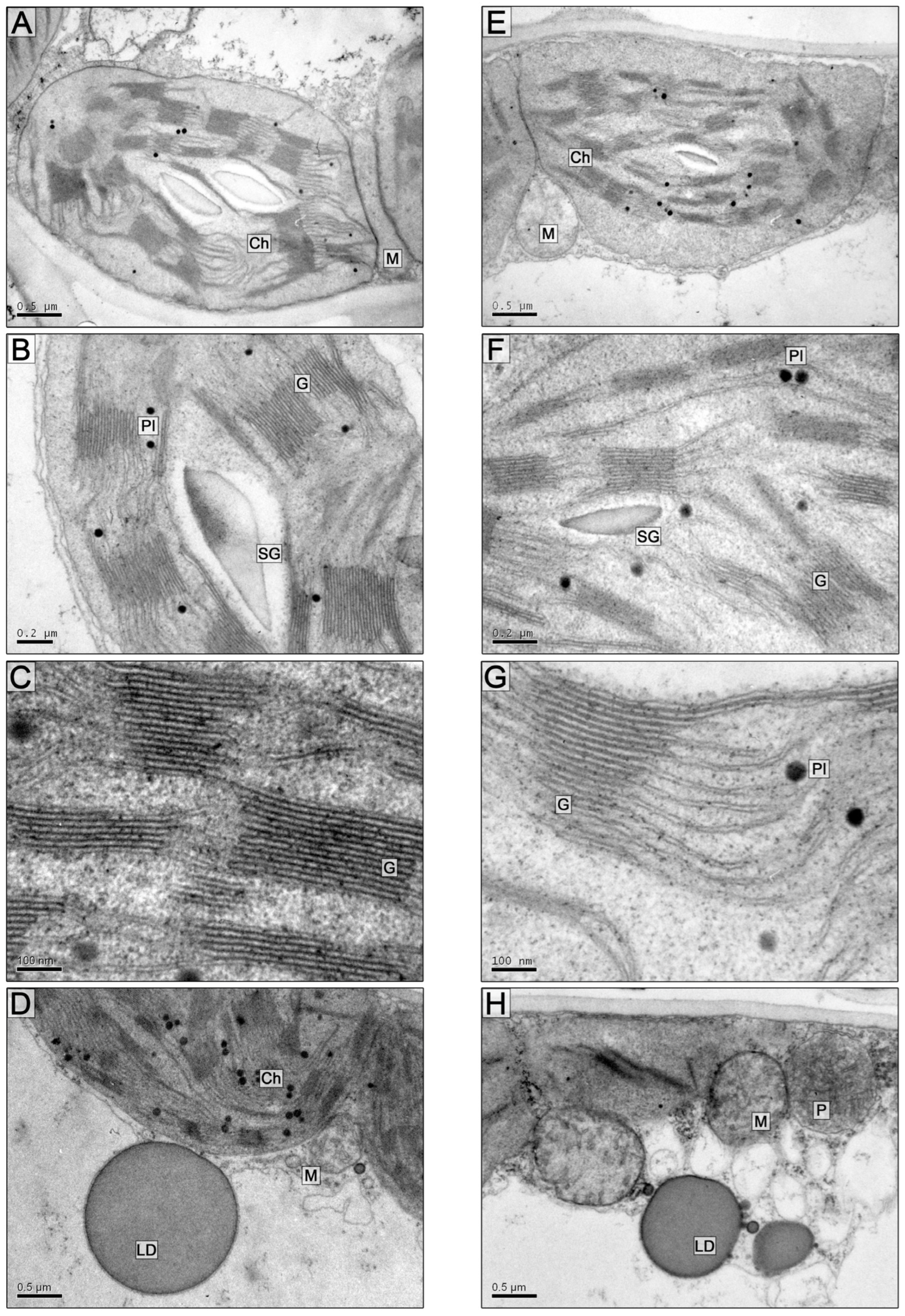 Plants 13 00413 g004