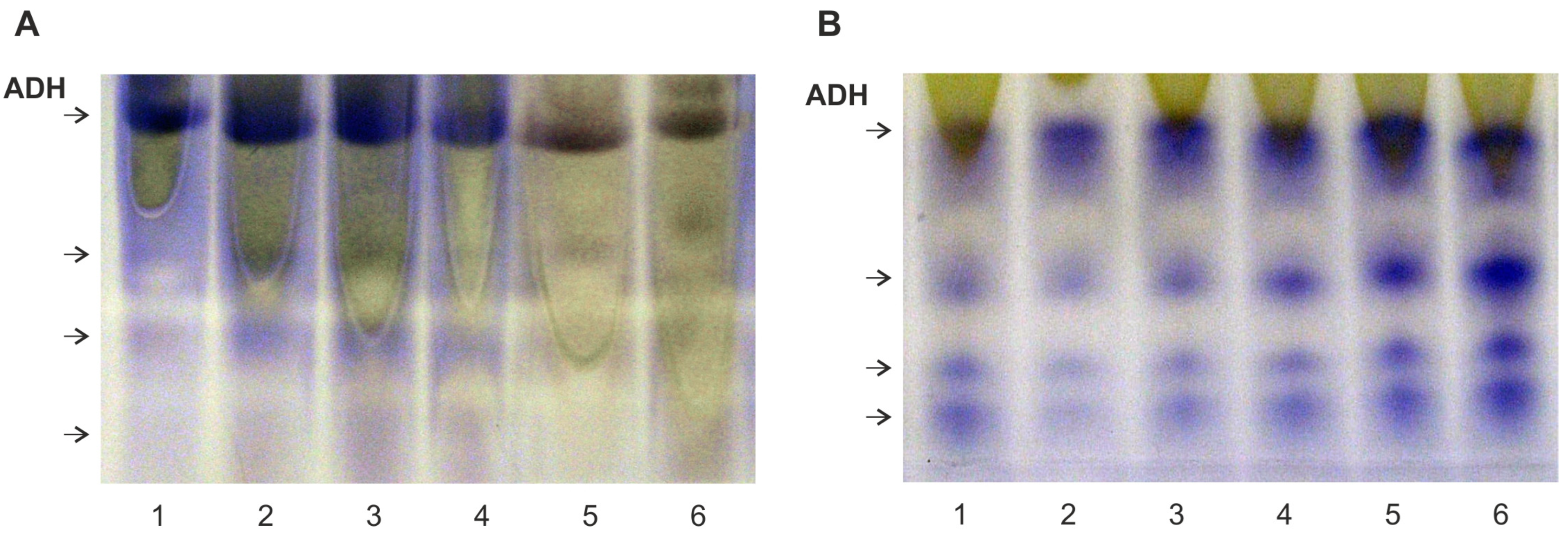 Plants 13 00413 g008