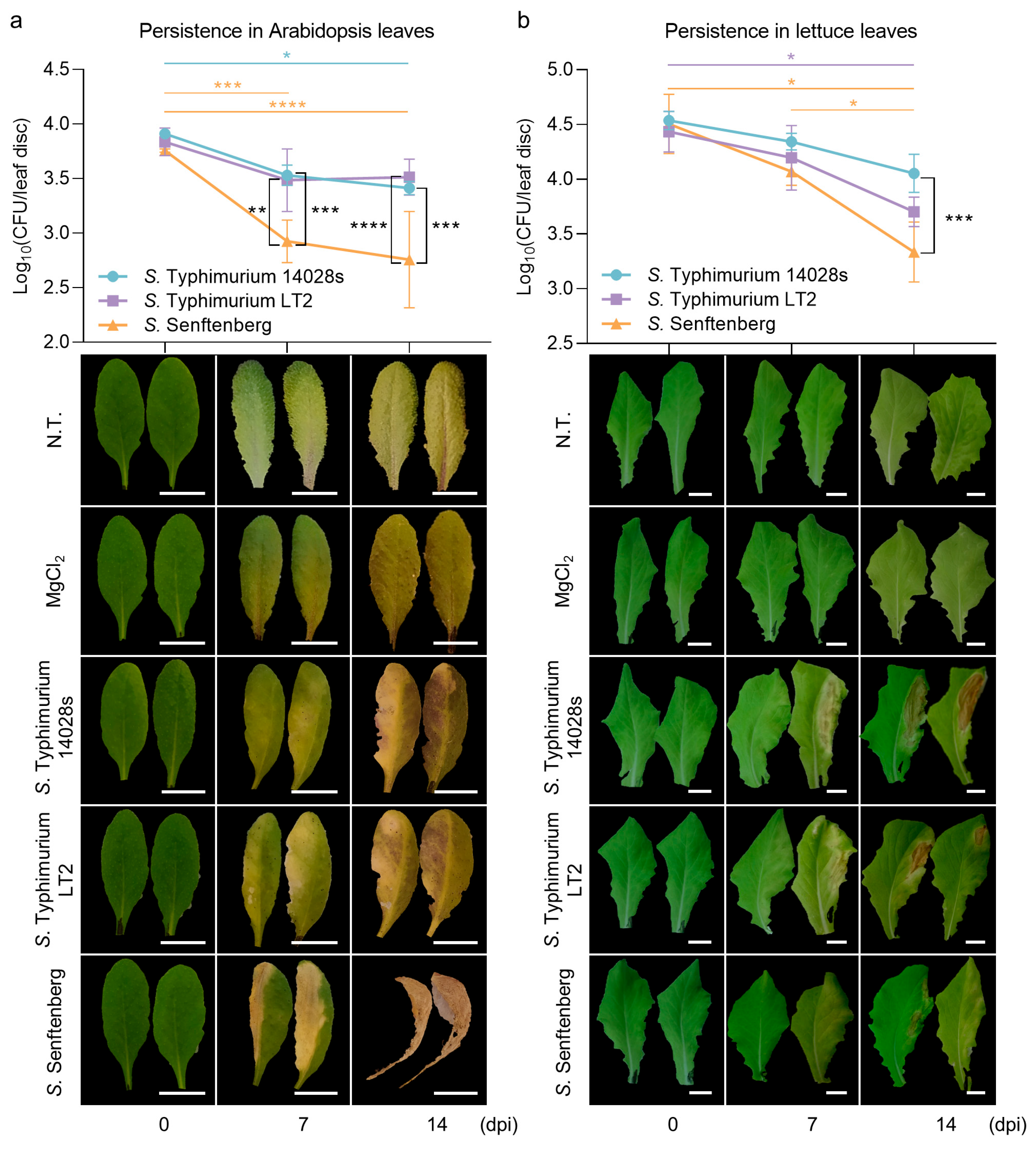 Plants 13 00414 g001