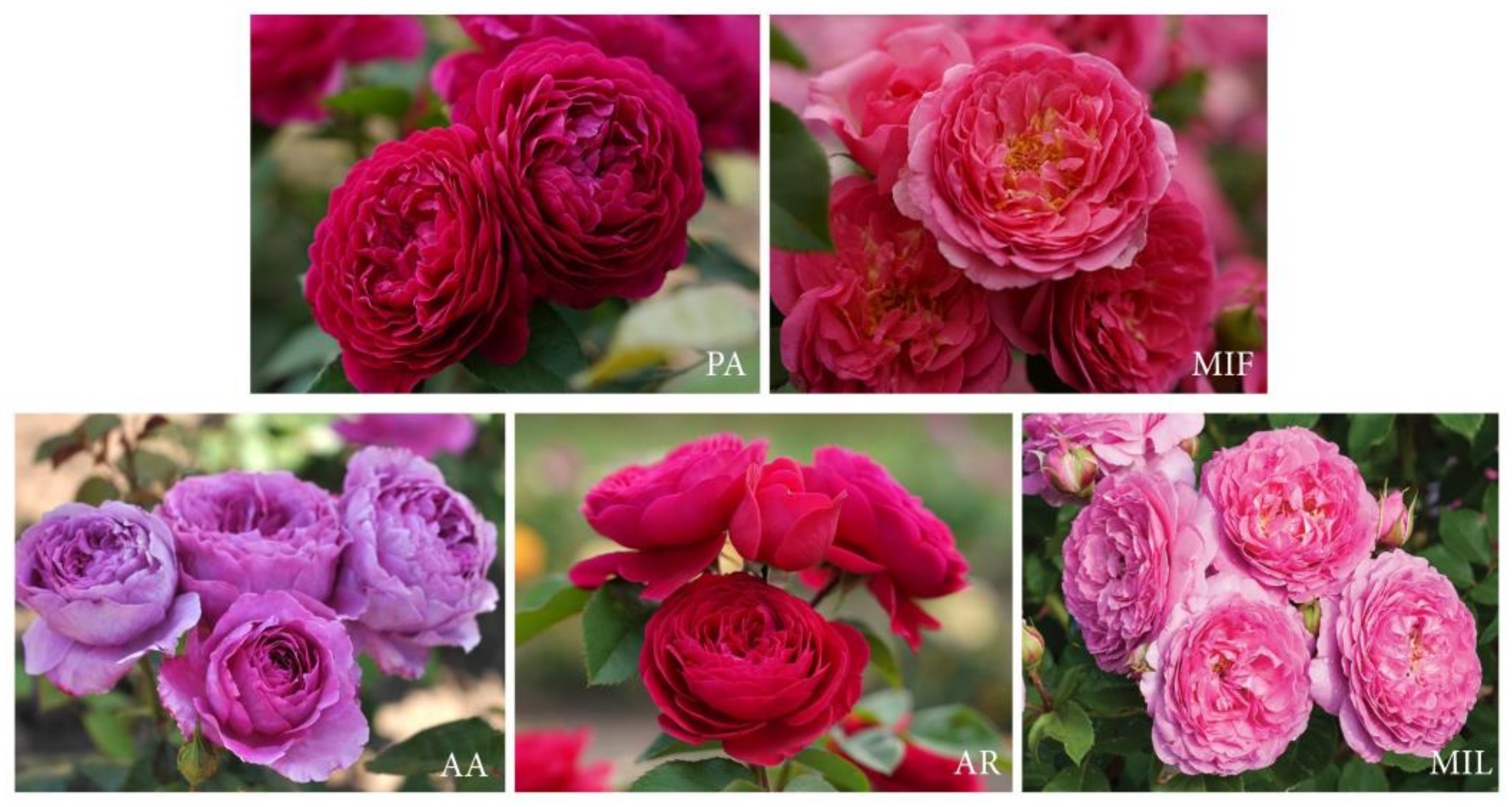 Plants 13 00424 g001 Plants 13 00424 g001