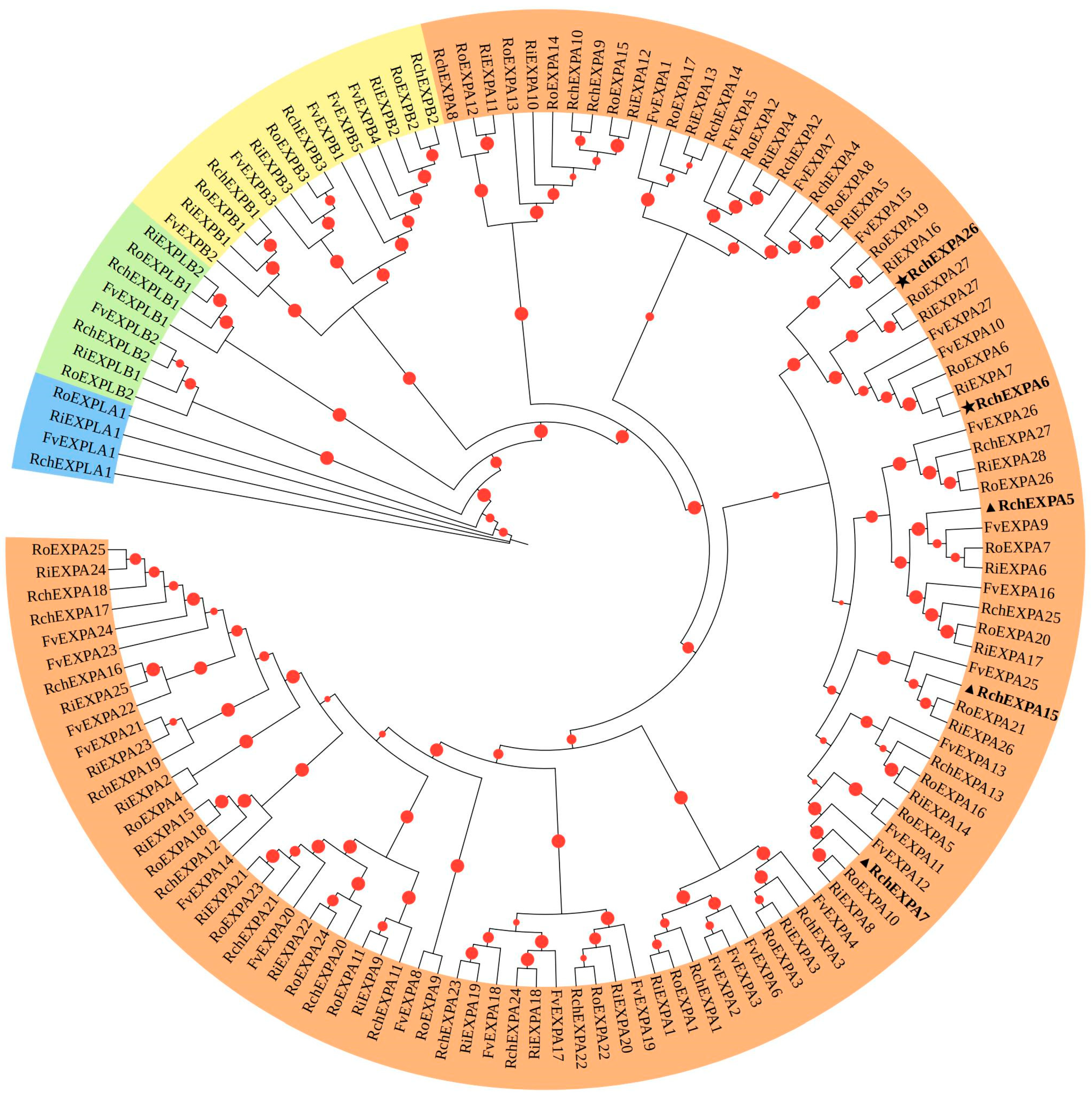 Plants 13 00431 g001