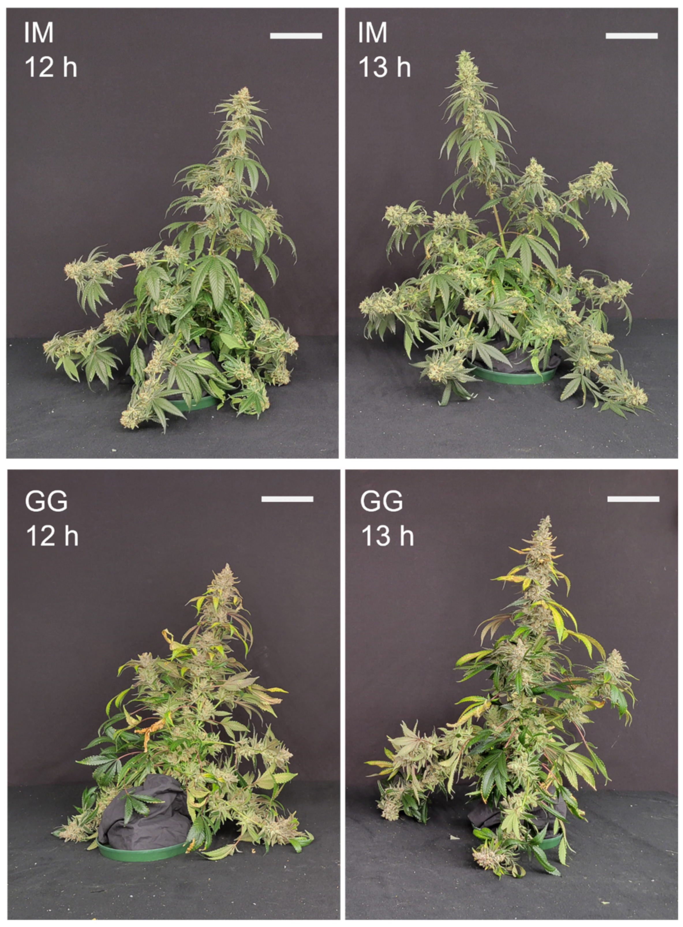 Plants 13 00433 g009