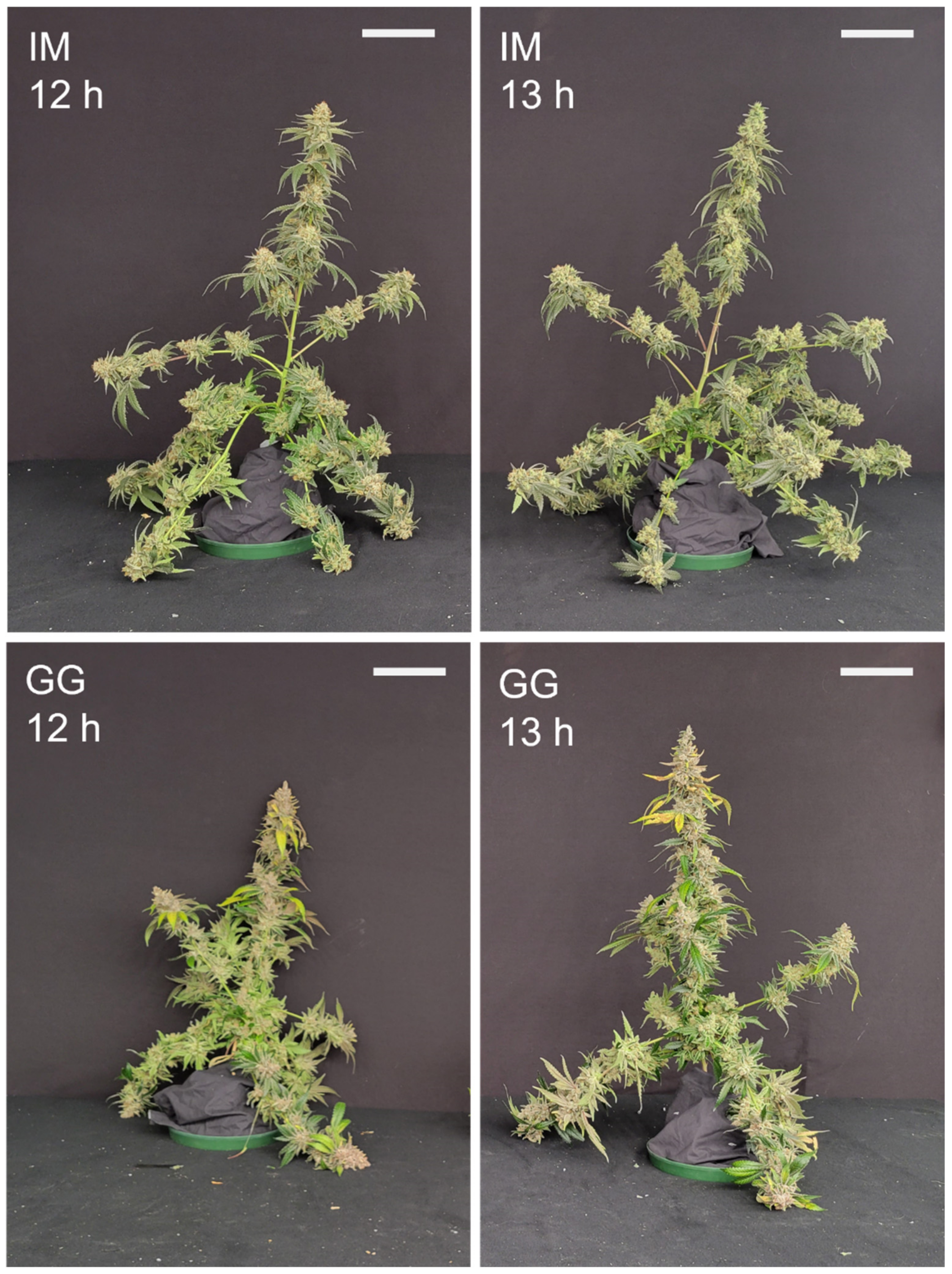 Plants 13 00433 g010