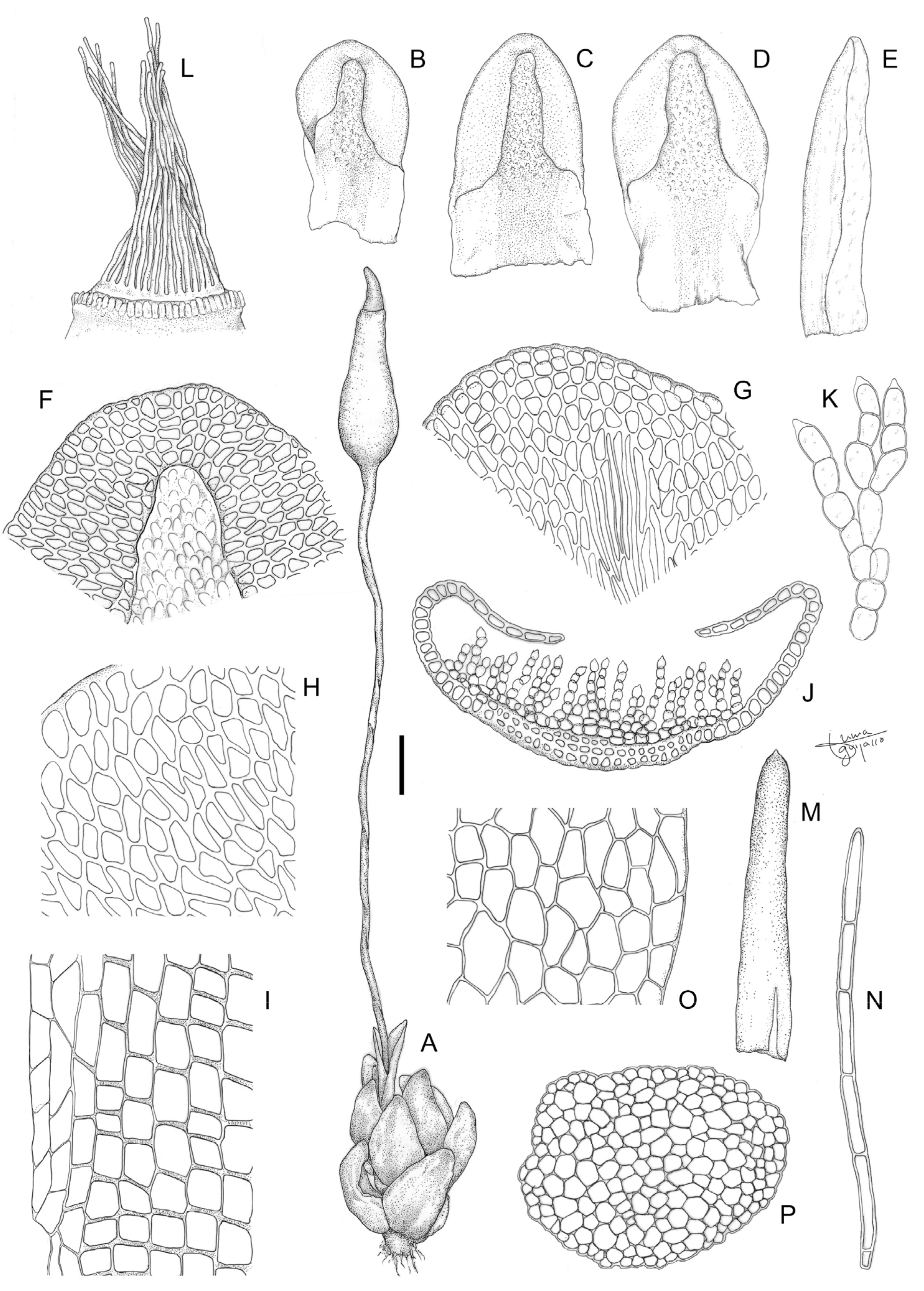 Plants 13 00445 g012