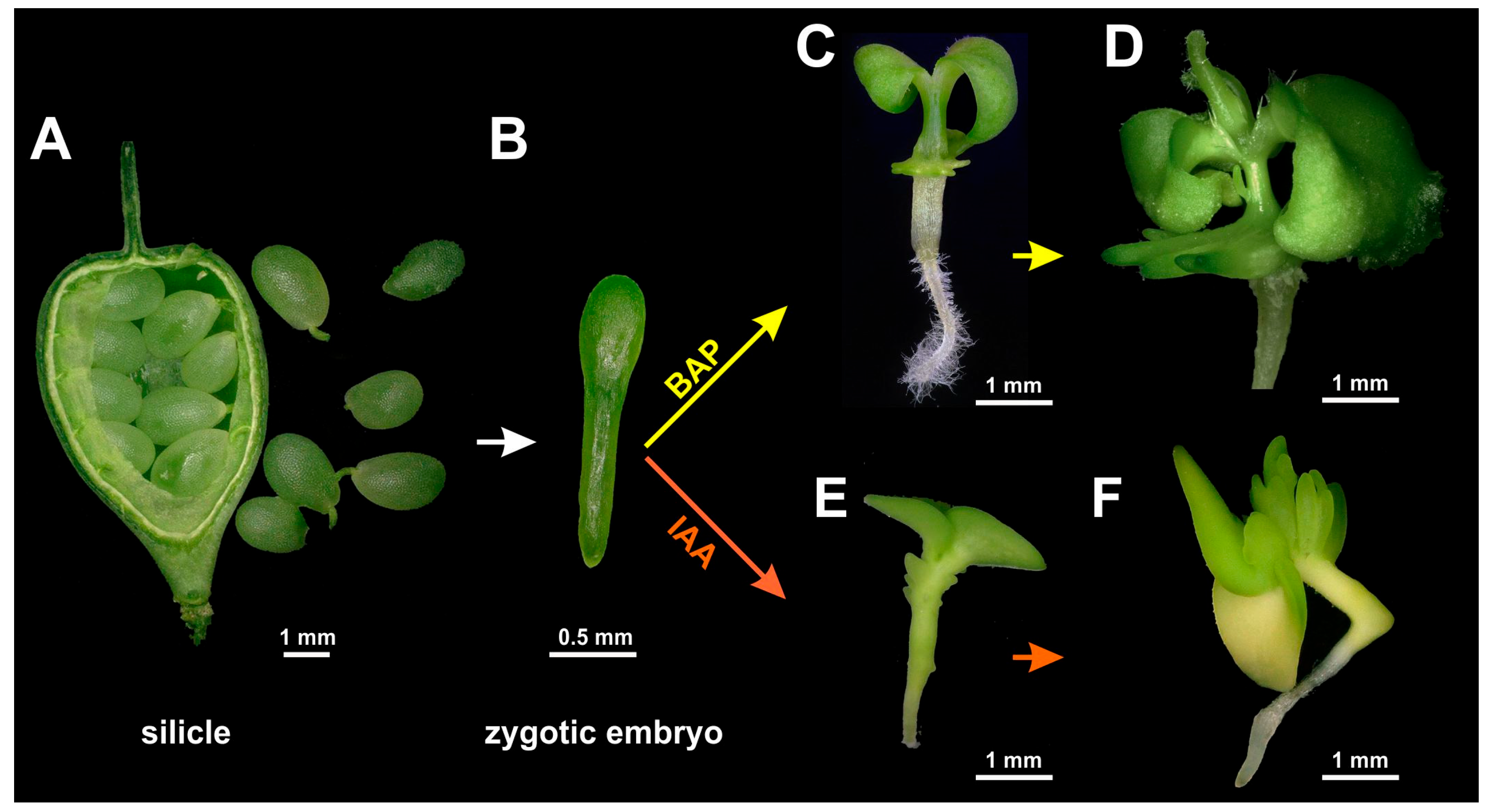 Plants 13 00465 g001
