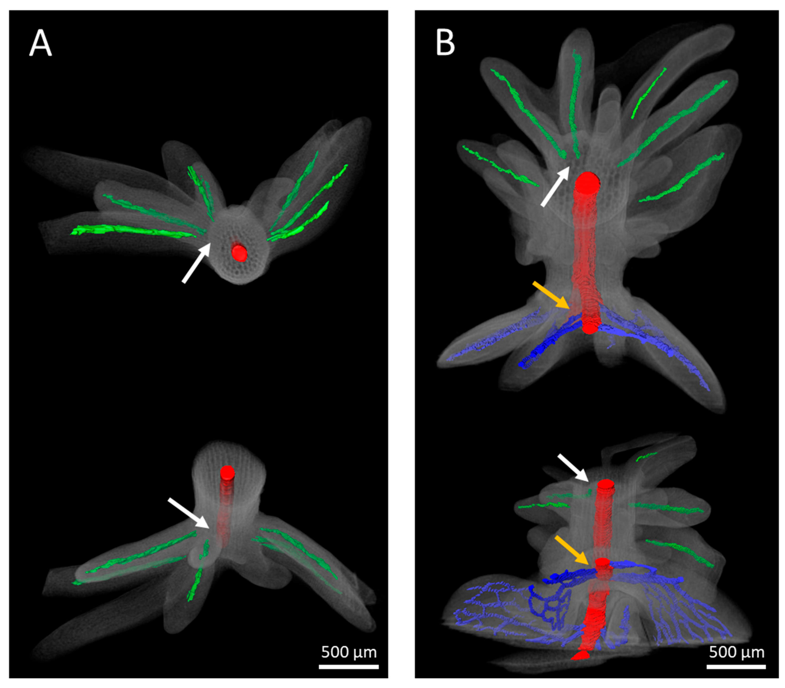 Plants 13 00465 g009