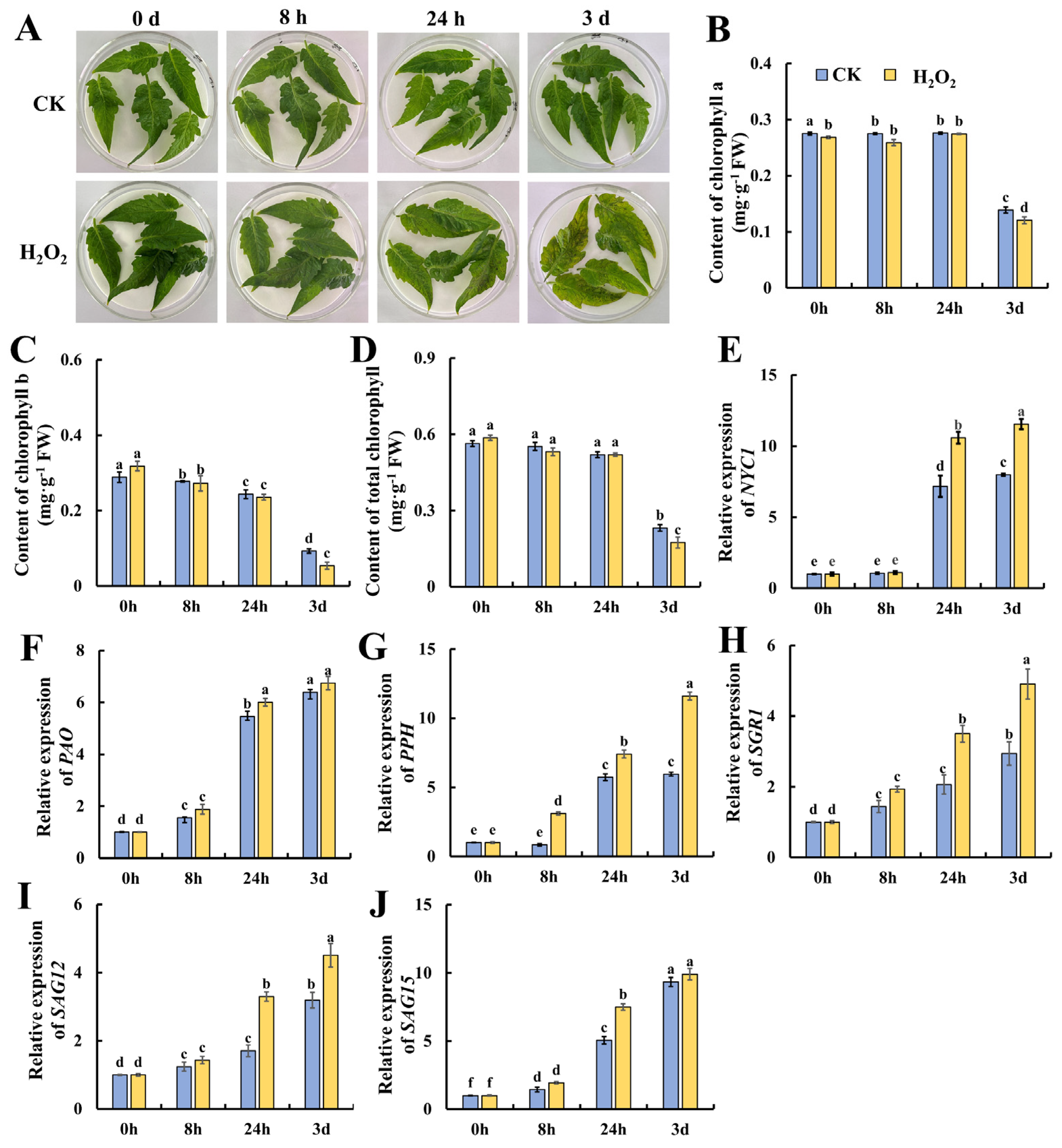 Plants 13 00475 g001 Plants 13 00475 g001