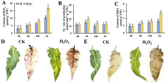Hydrogen Peroxide Promotes Tomato Leaf Senescence by Regulating Antioxidant  System and Hydrogen Sulfide Metabolism