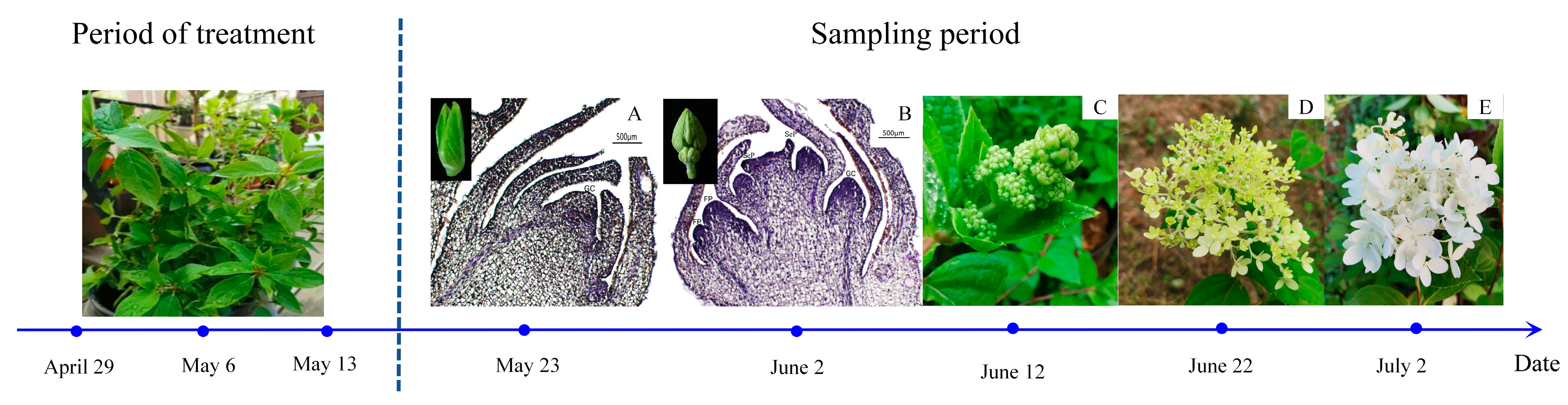 Plants 13 00486 g007 Plants 13 00486 g007