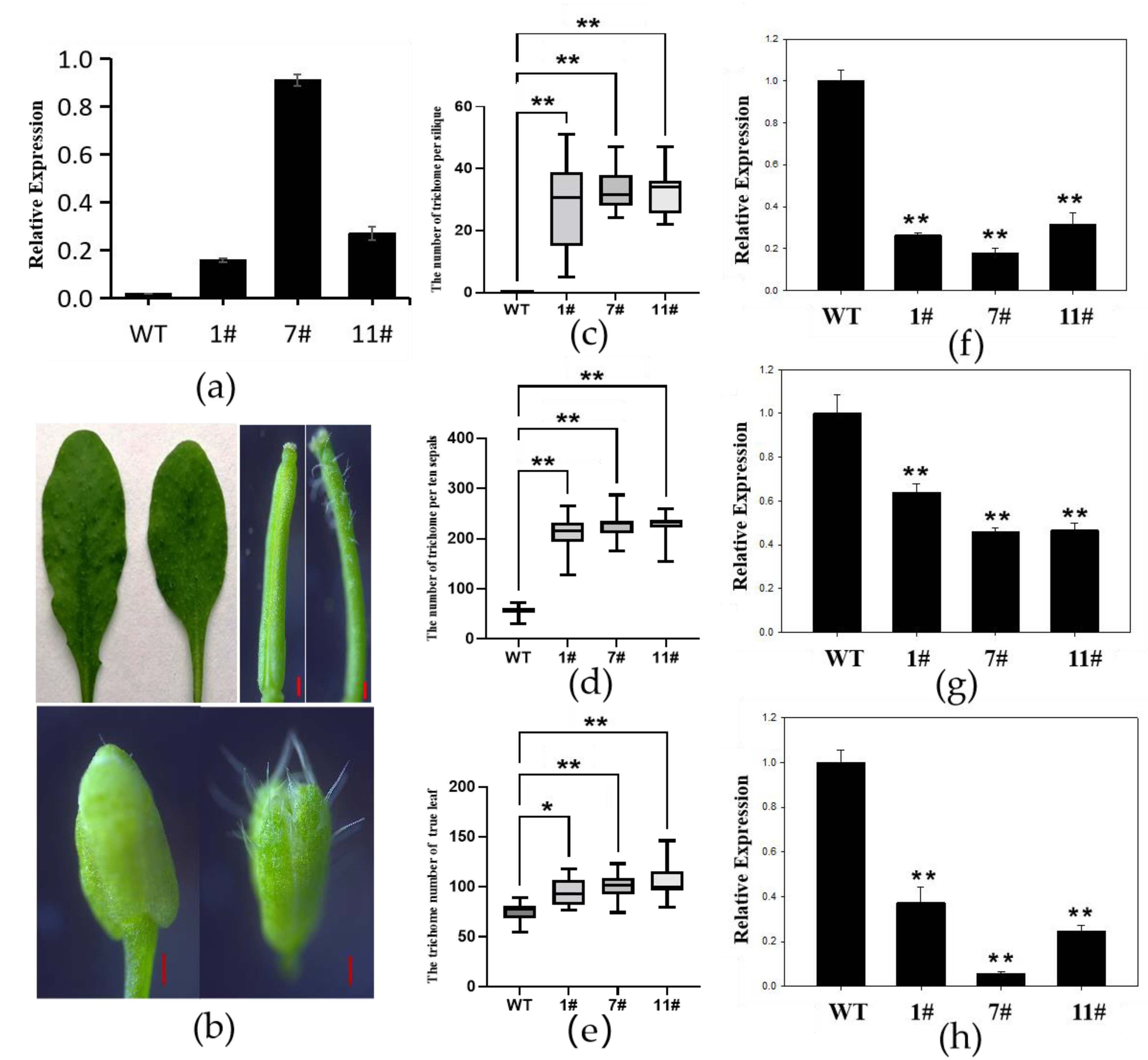 Plants 13 00492 g004