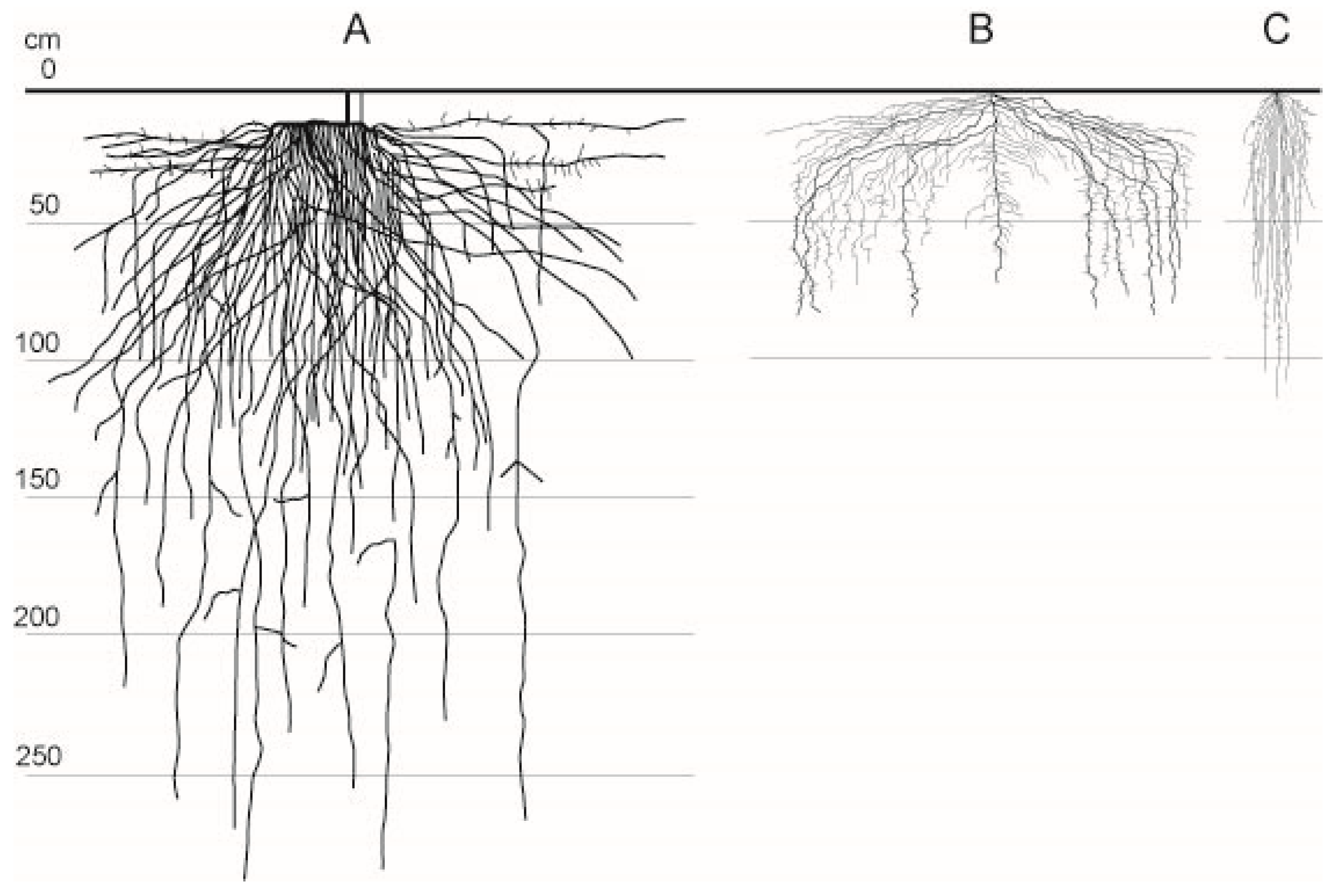 Plants 13 00494 g008 Plants 13 00494 g008