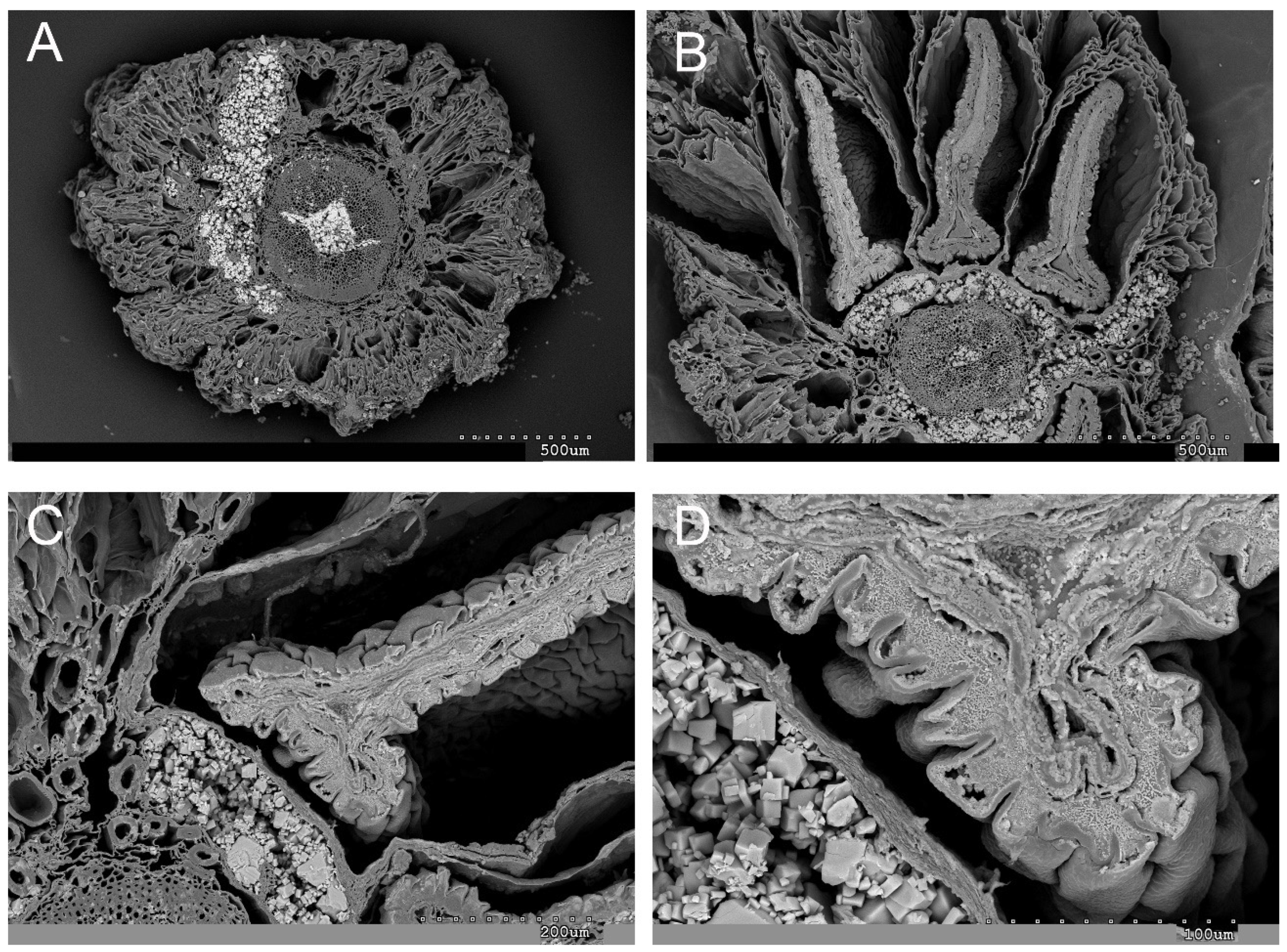 Plants 13 00496 g004
