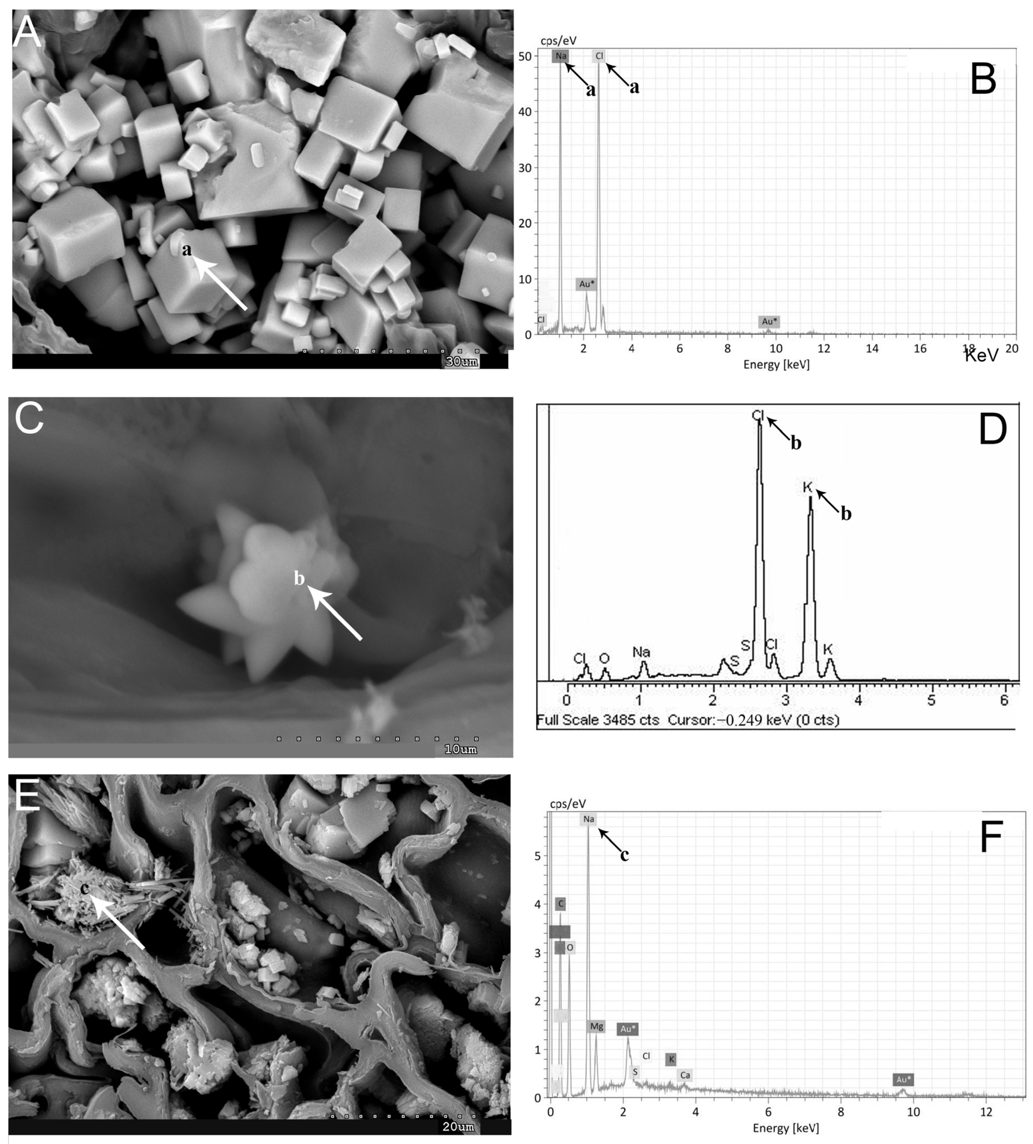 Plants 13 00496 g005