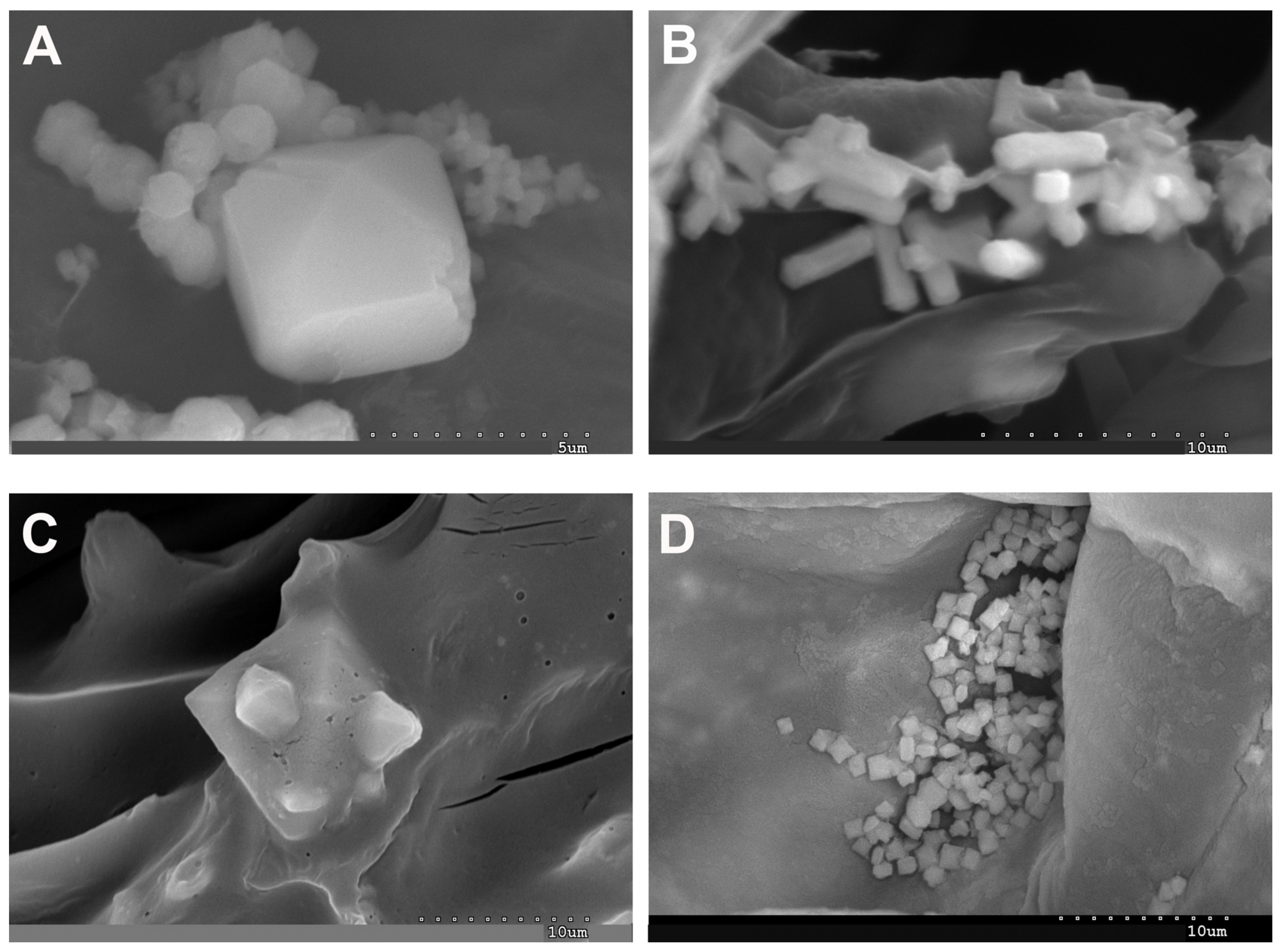 Plants 13 00496 g007