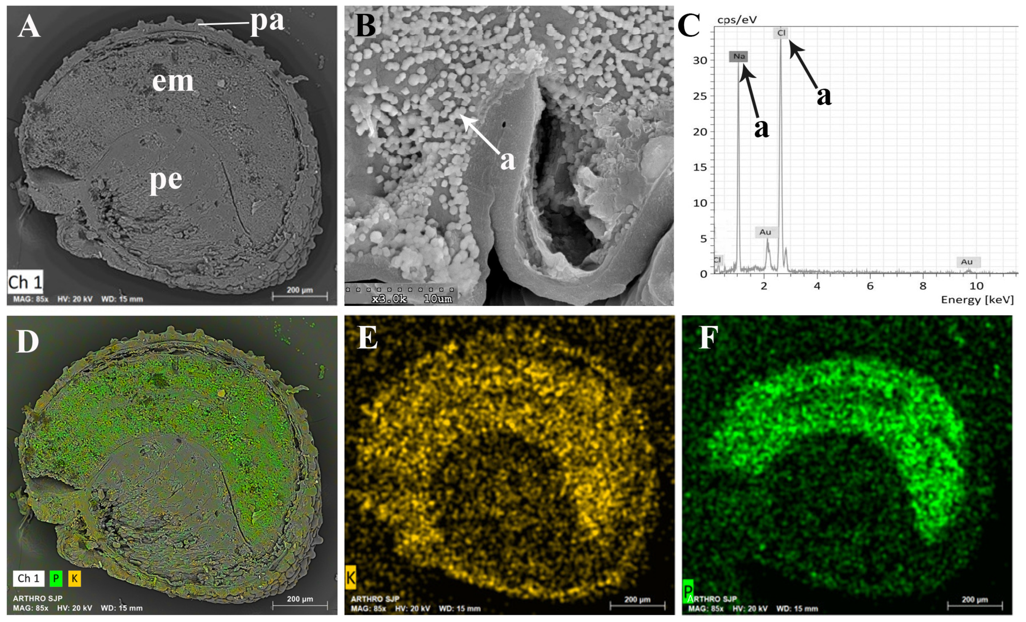 Plants 13 00496 g011