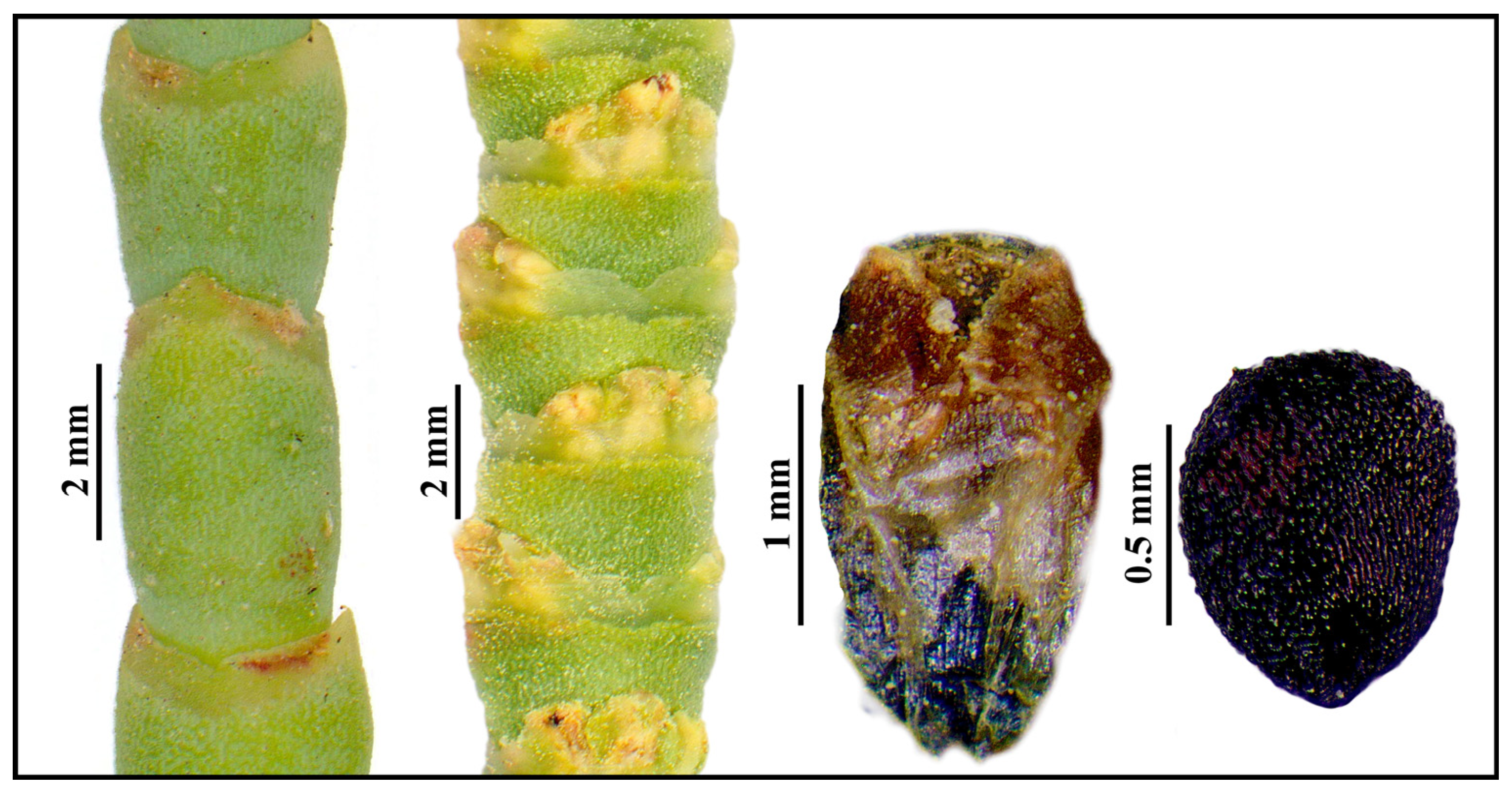 Plants 13 00496 g013