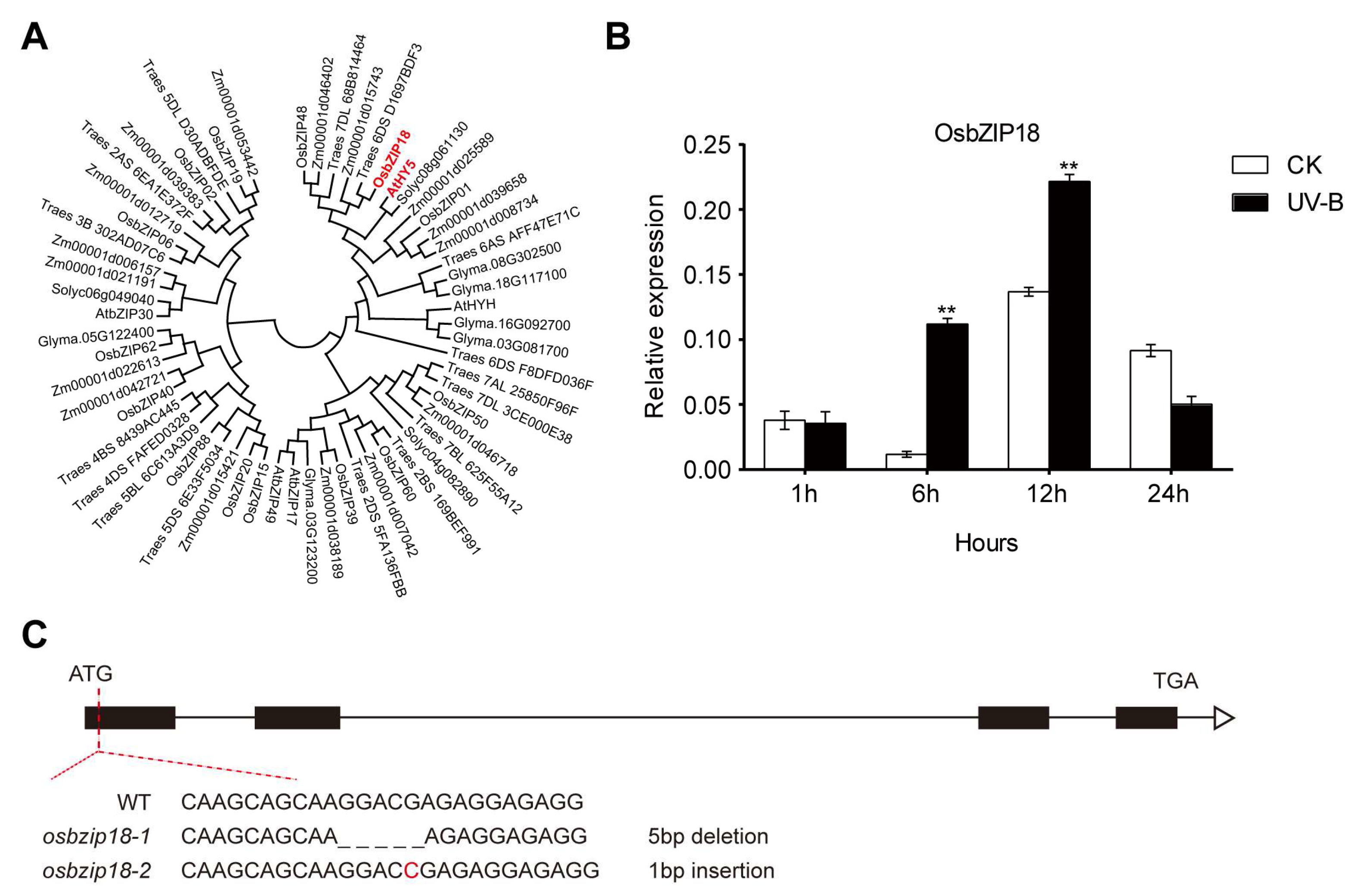 Plants 13 00498 g004