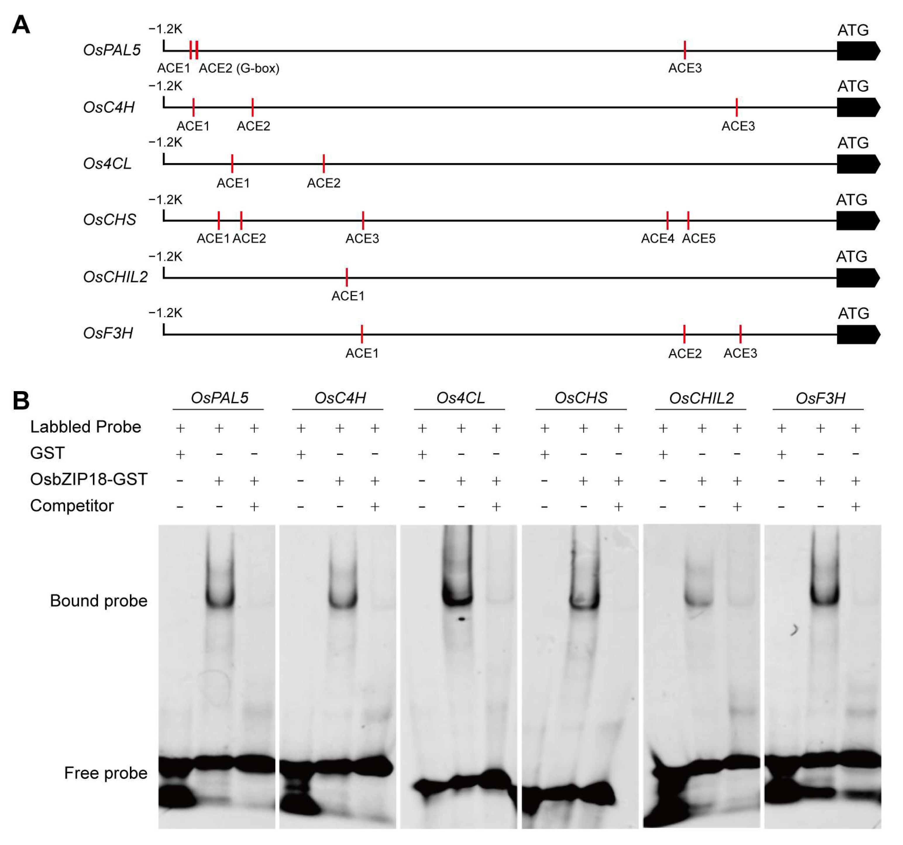 Plants 13 00498 g007