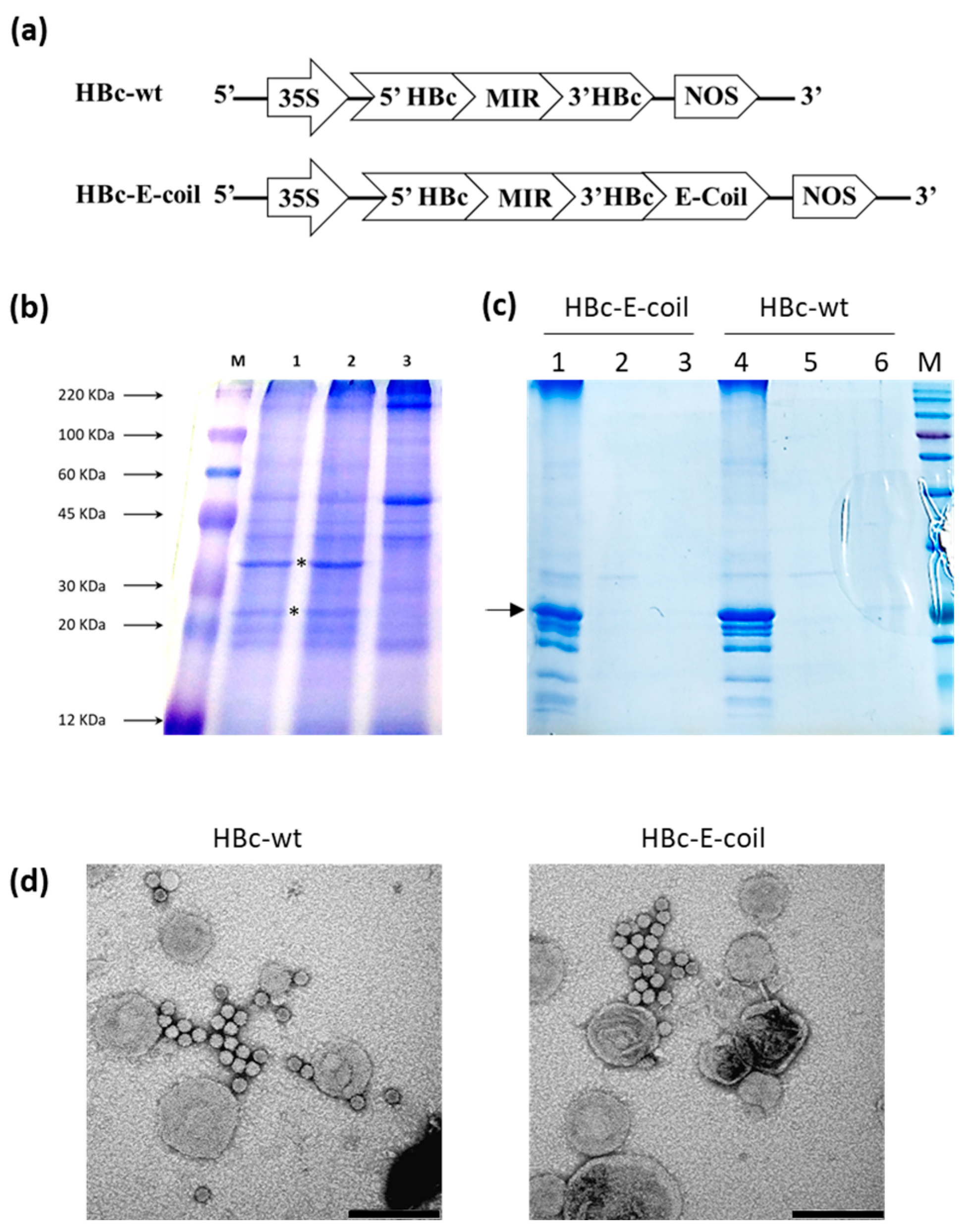 Plants 13 00503 g003 Plants 13 00503 g003