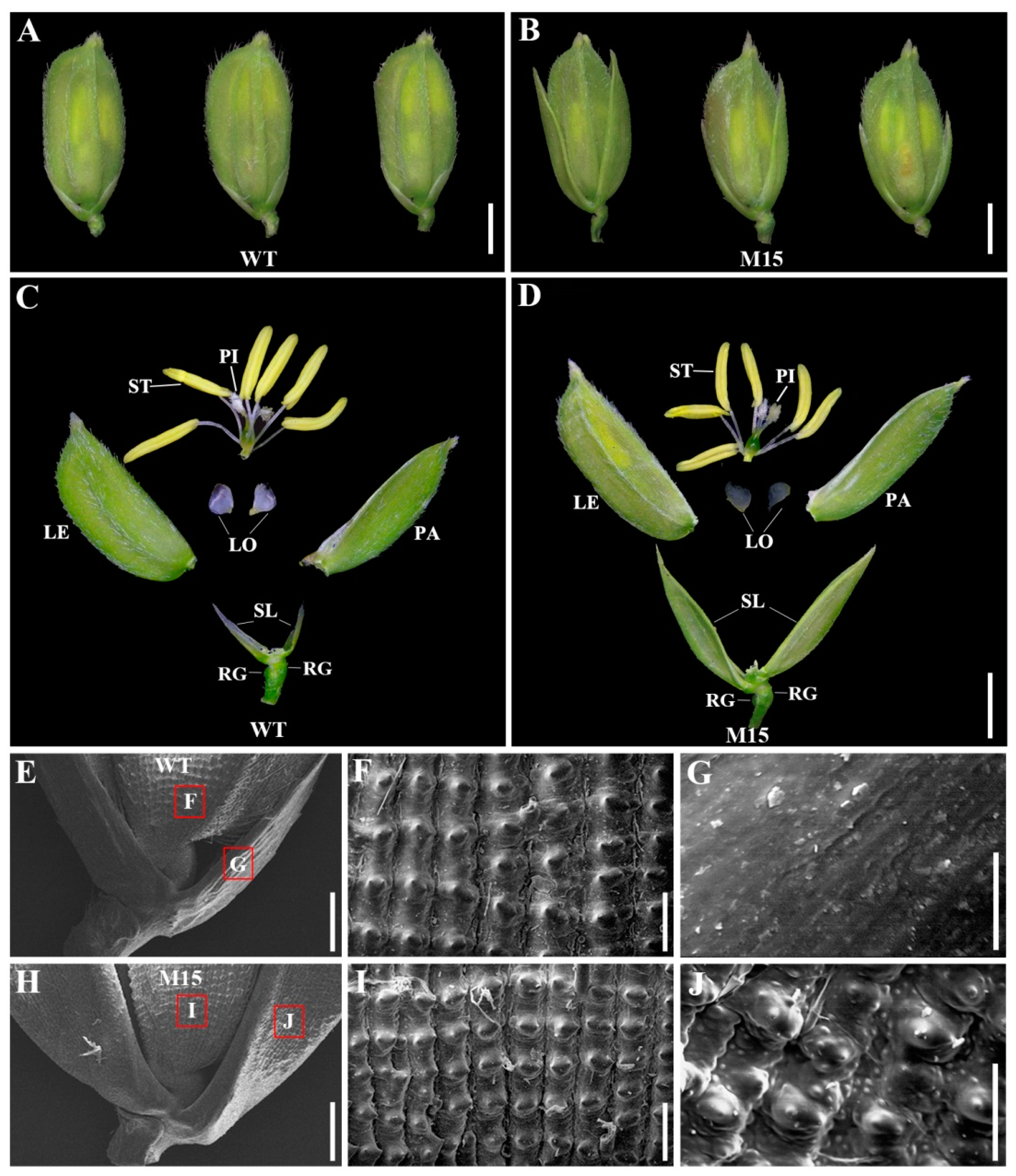 Plants 13 00505 g001