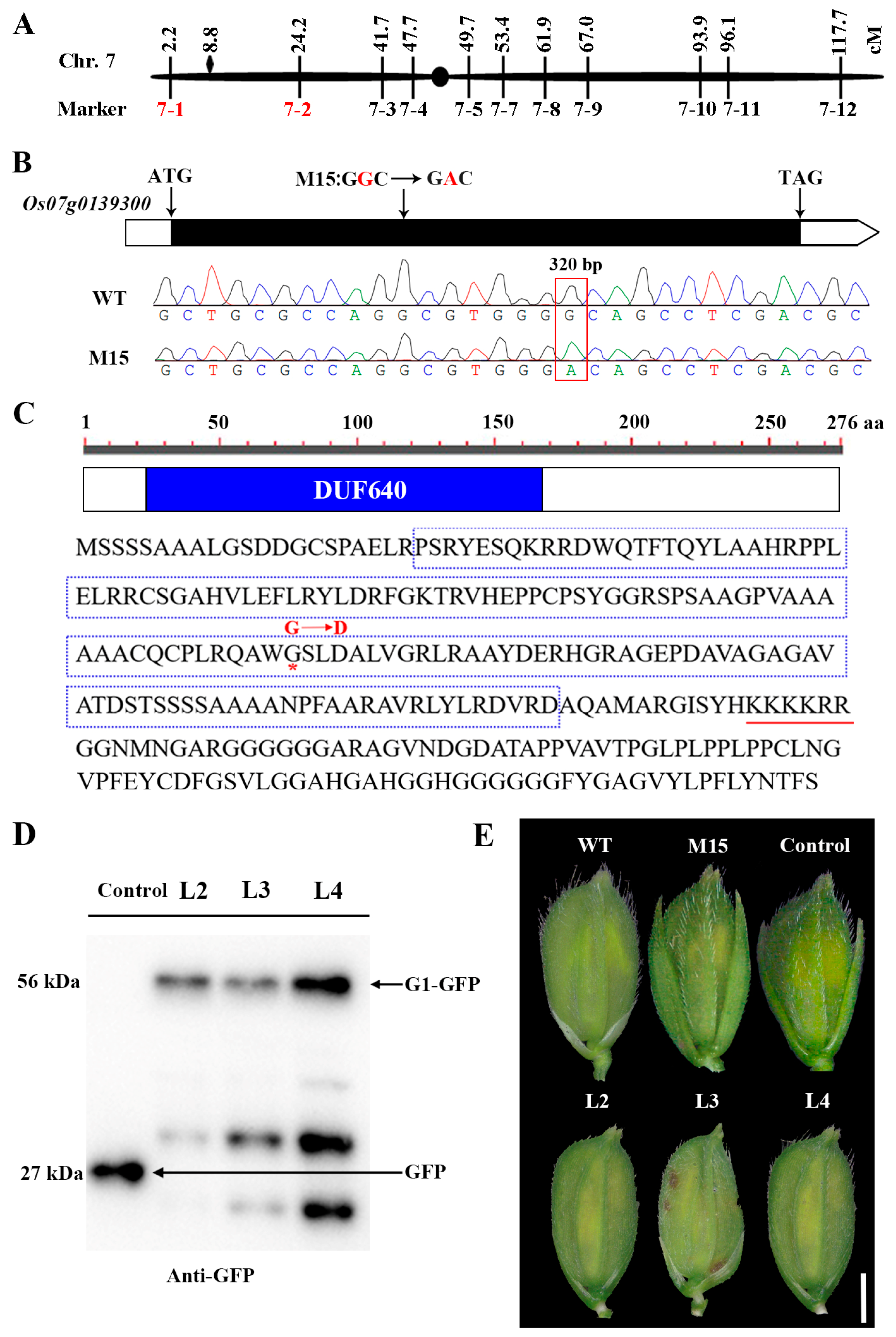 Plants 13 00505 g002