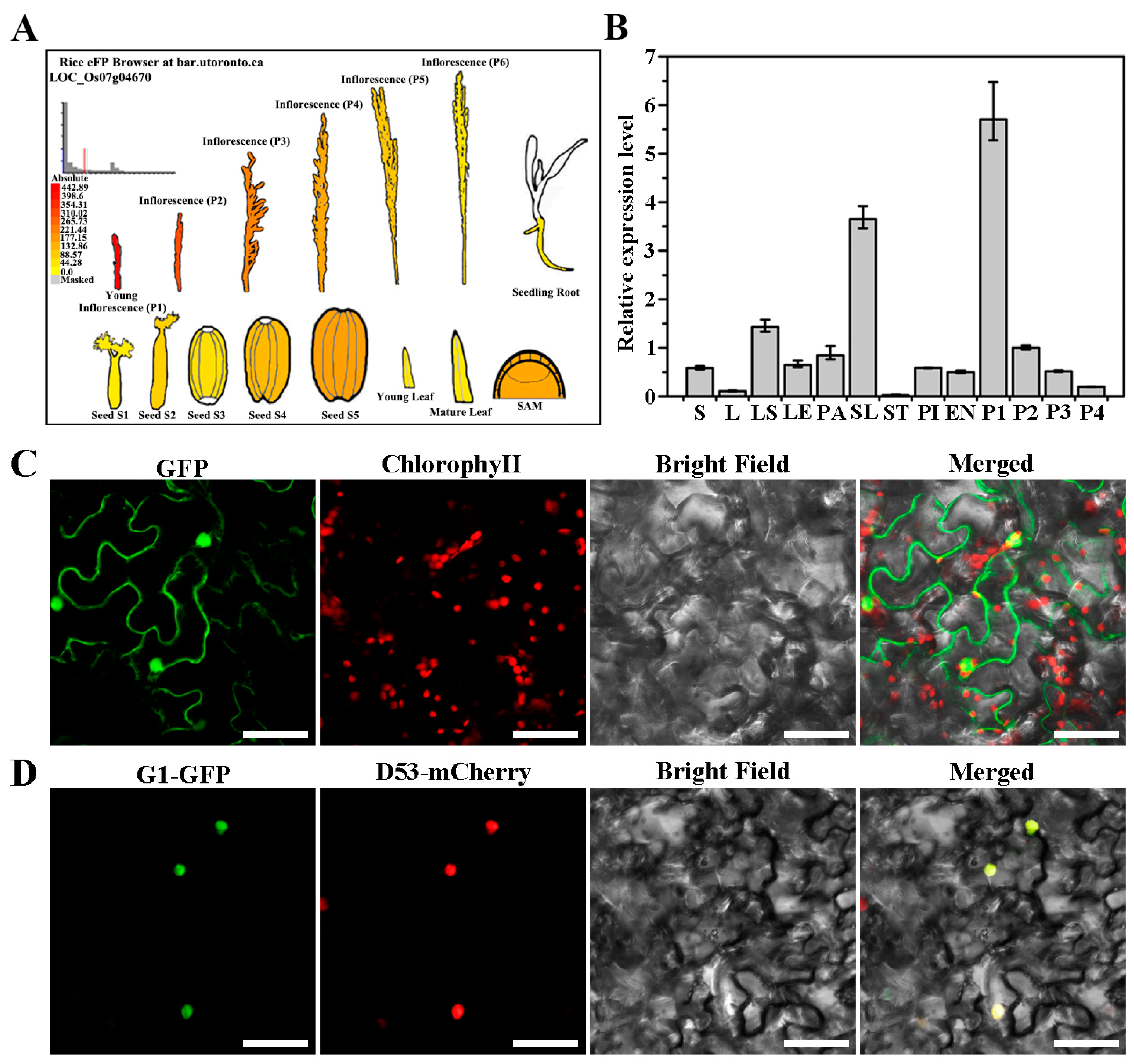 Plants 13 00505 g003