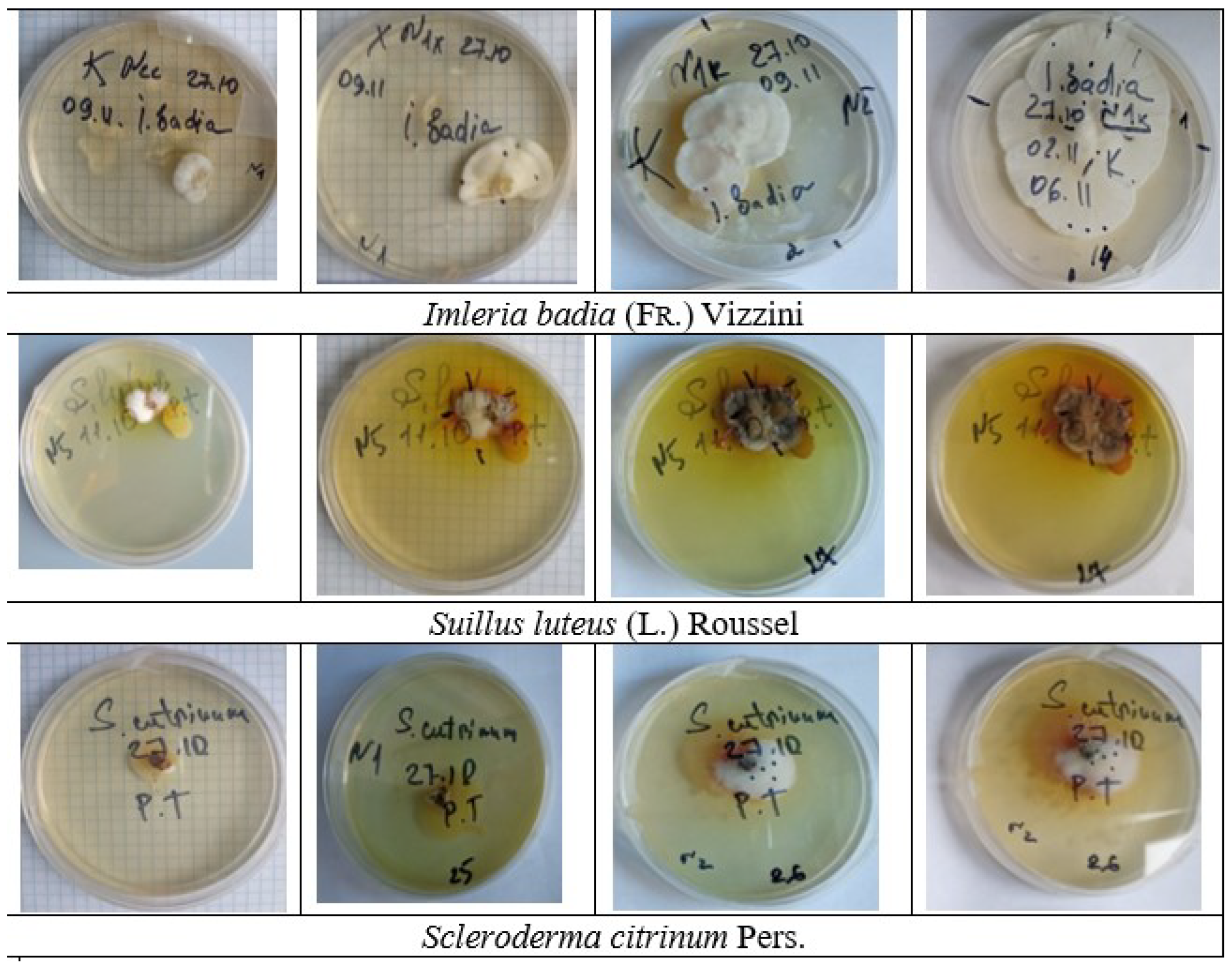 Plants 13 00506 g001