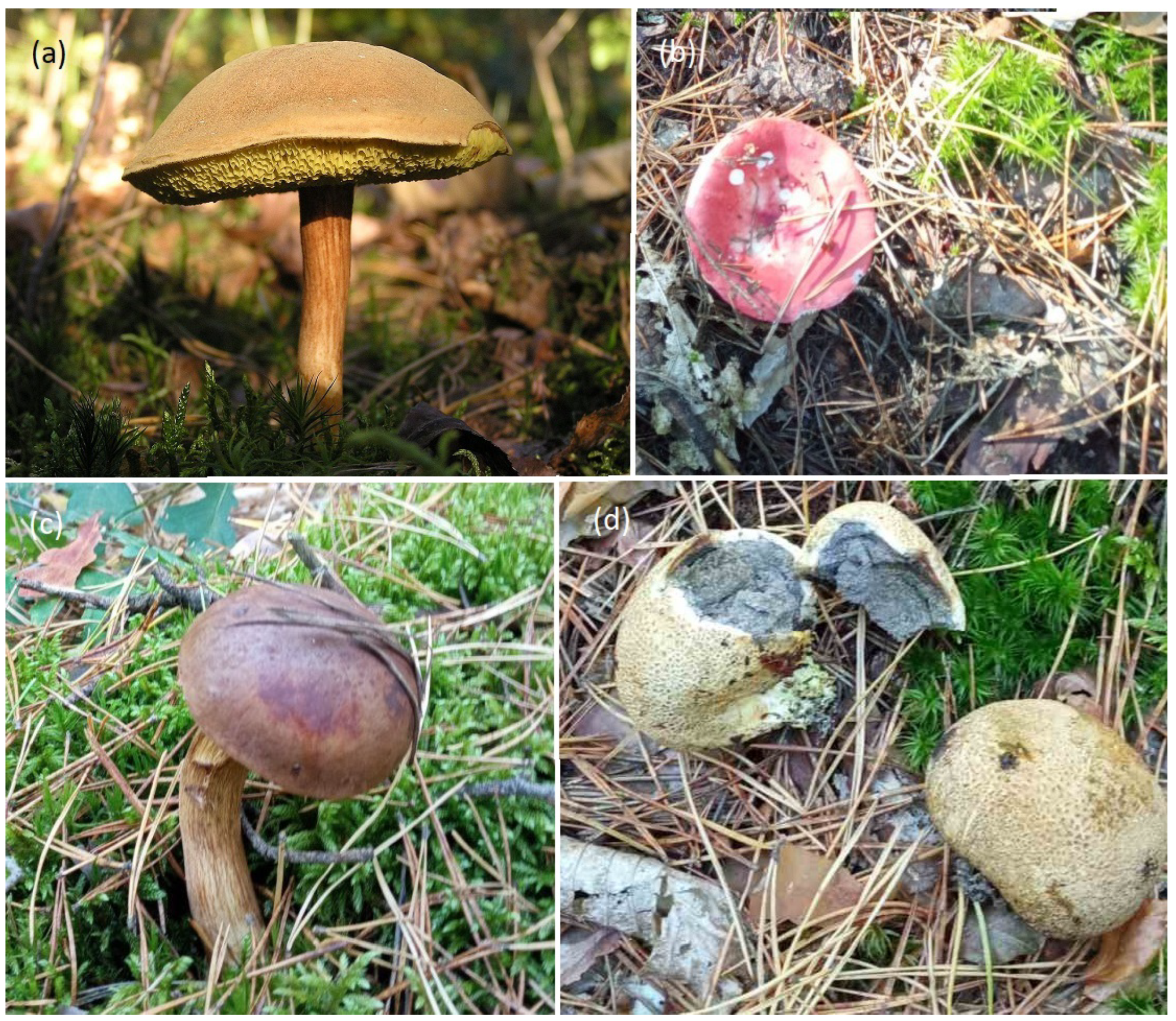 Plants 13 00506 g002