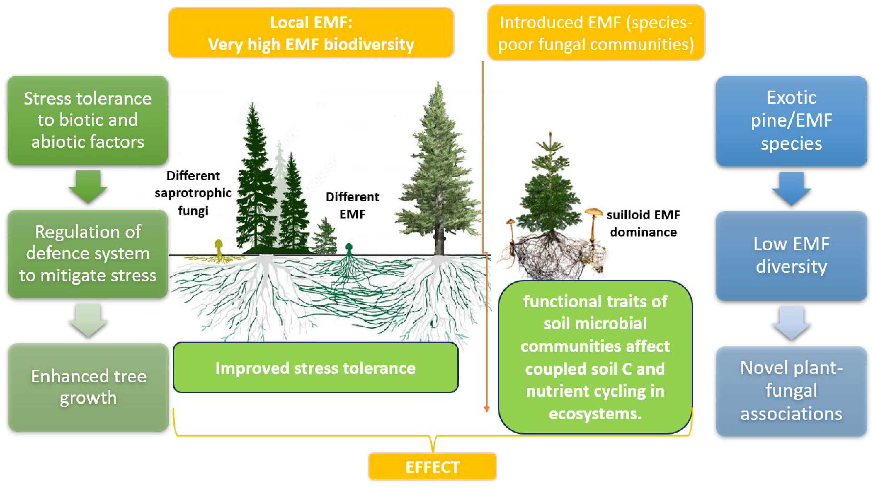 Plants 13 00506 g003