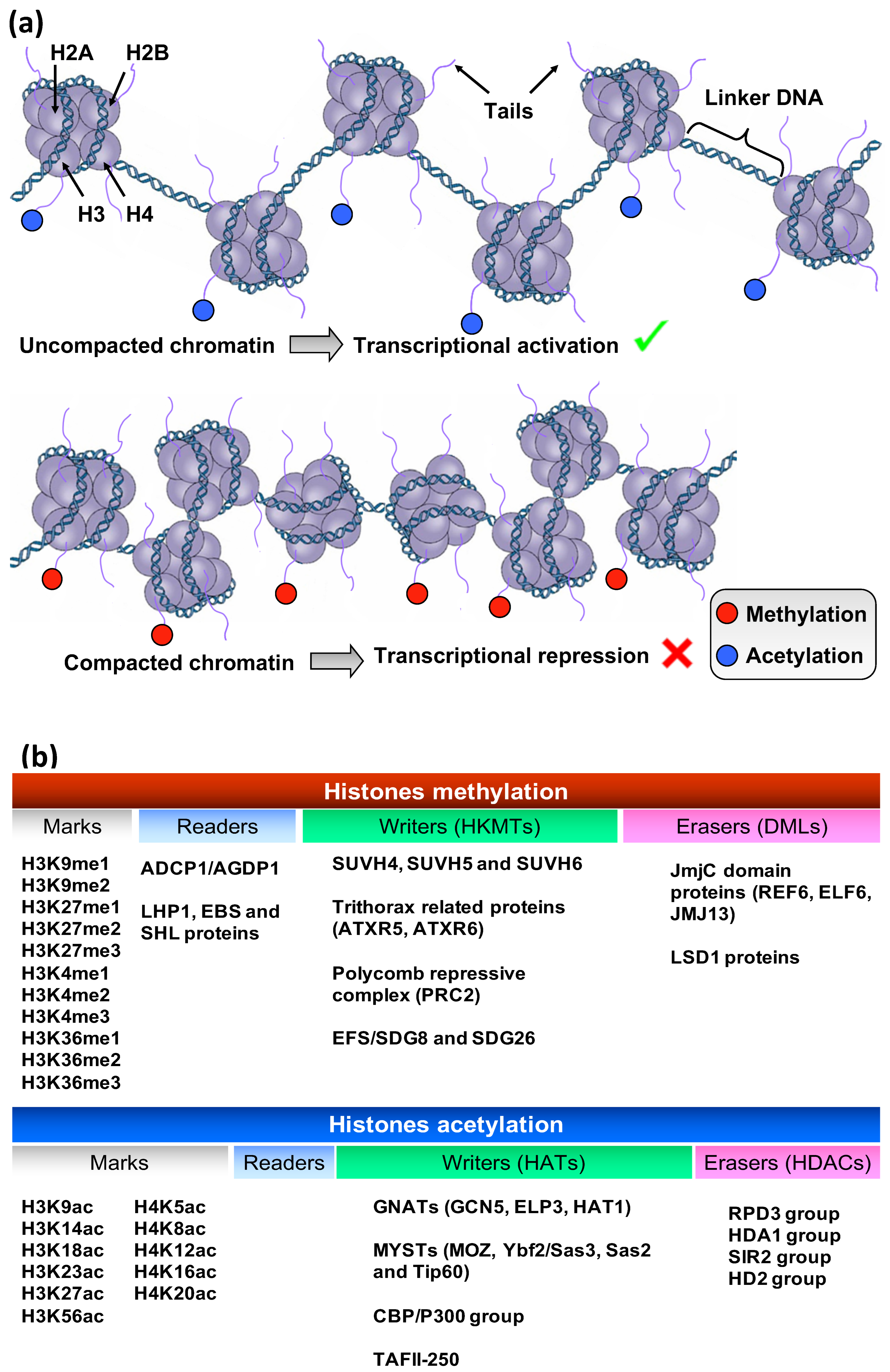 Plants 13 00515 g004