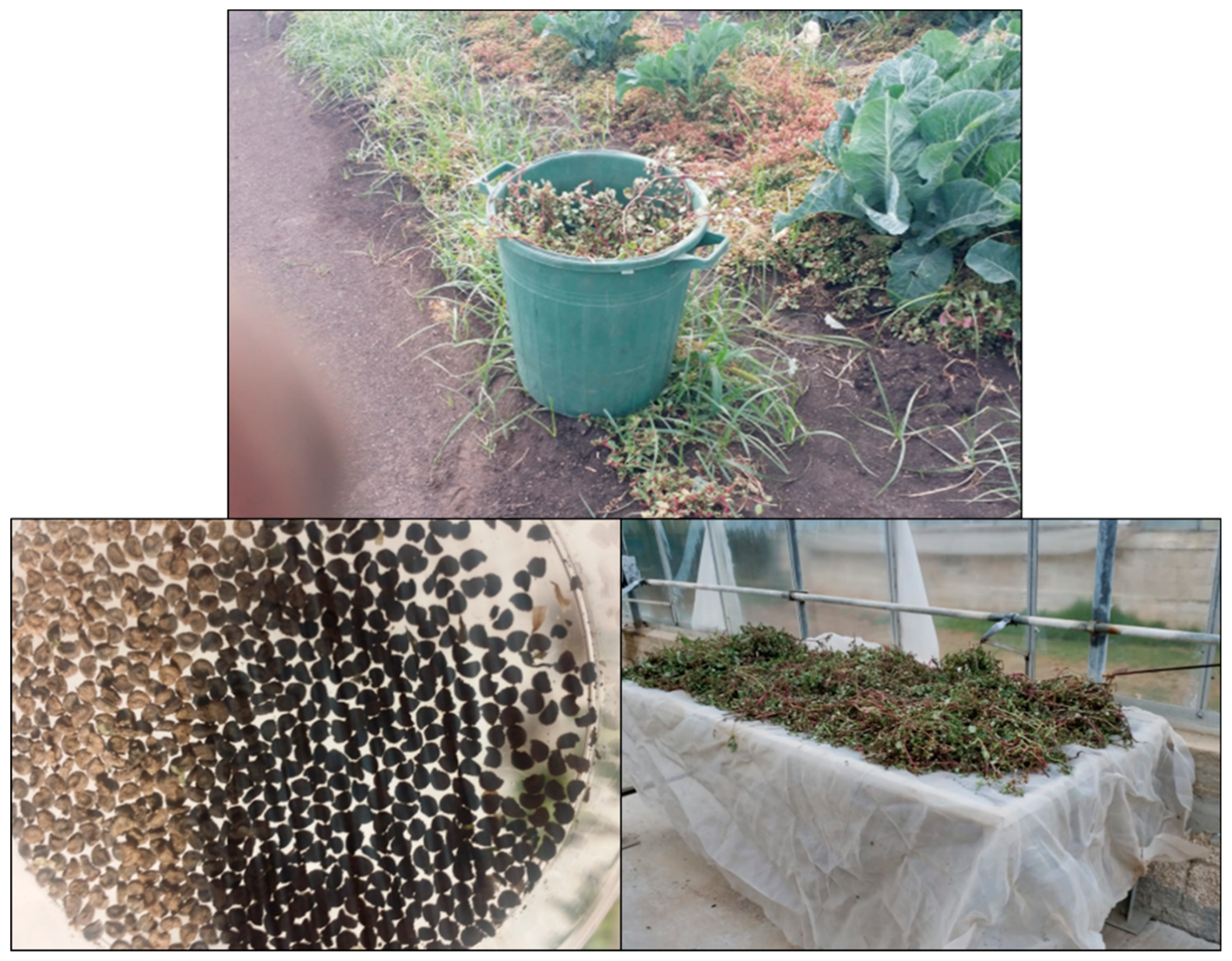 Plants 13 00518 g002 Plants 13 00518 g002