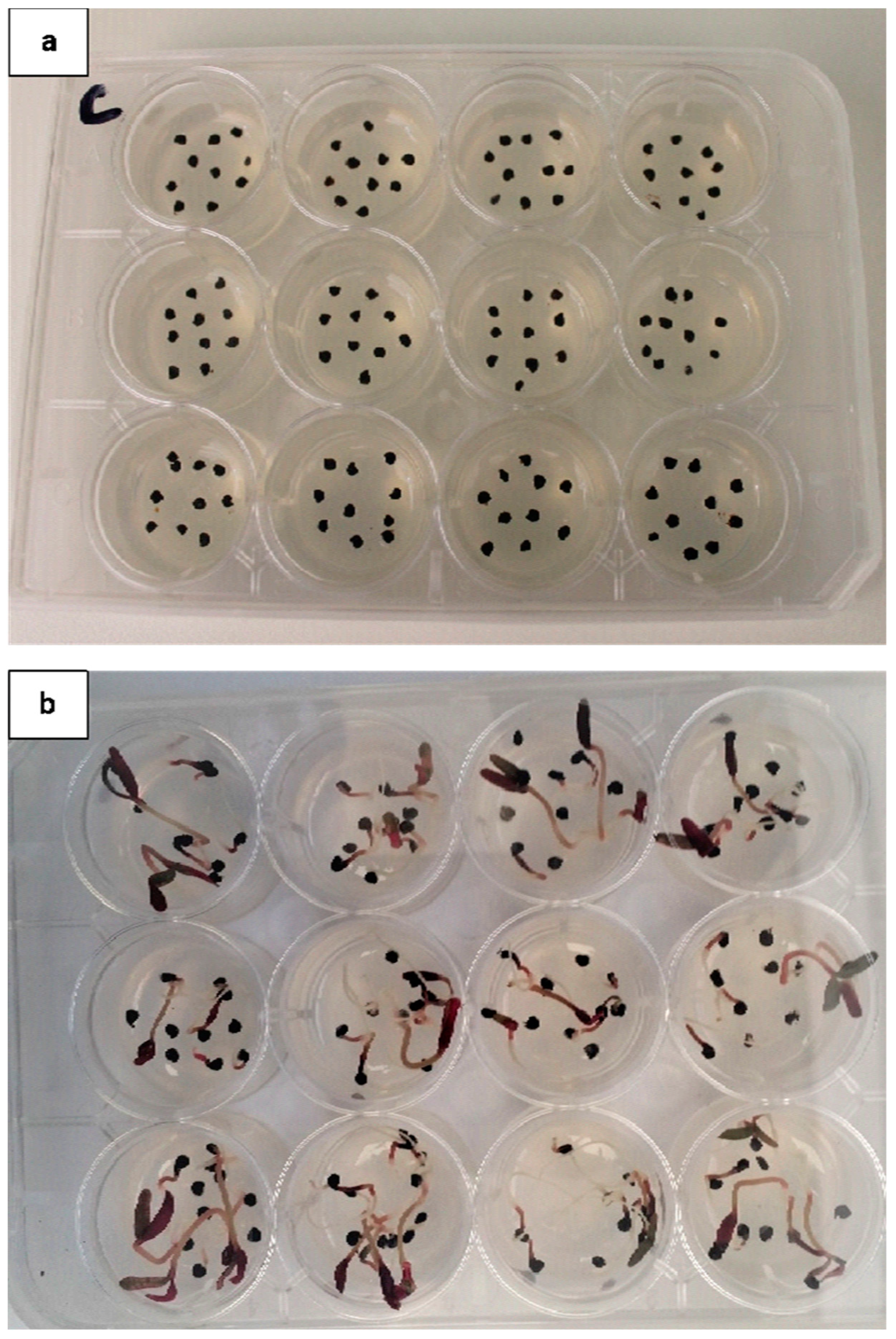 Plants 13 00518 g003 Plants 13 00518 g003