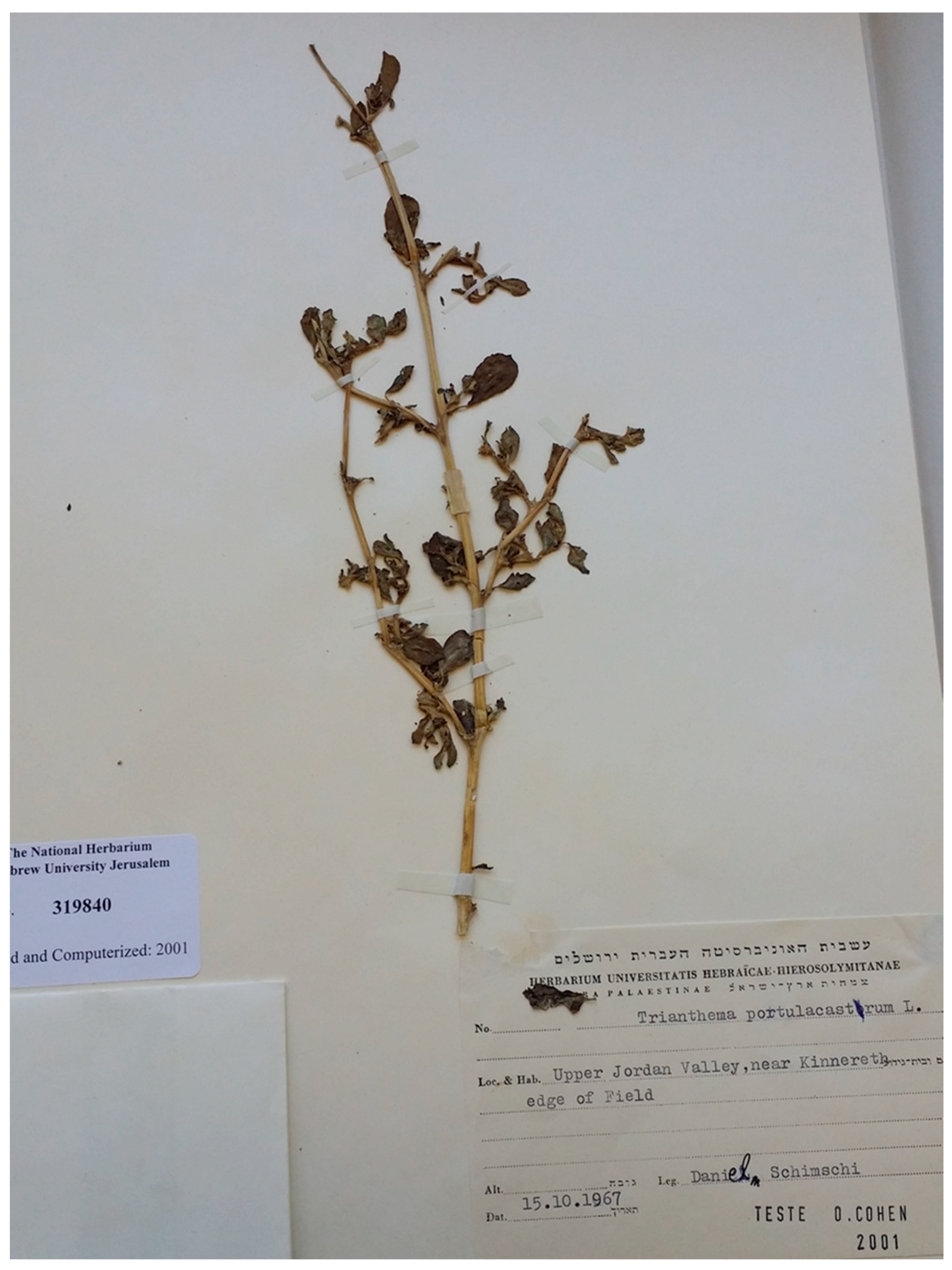 Plants 13 00518 g004 Plants 13 00518 g004