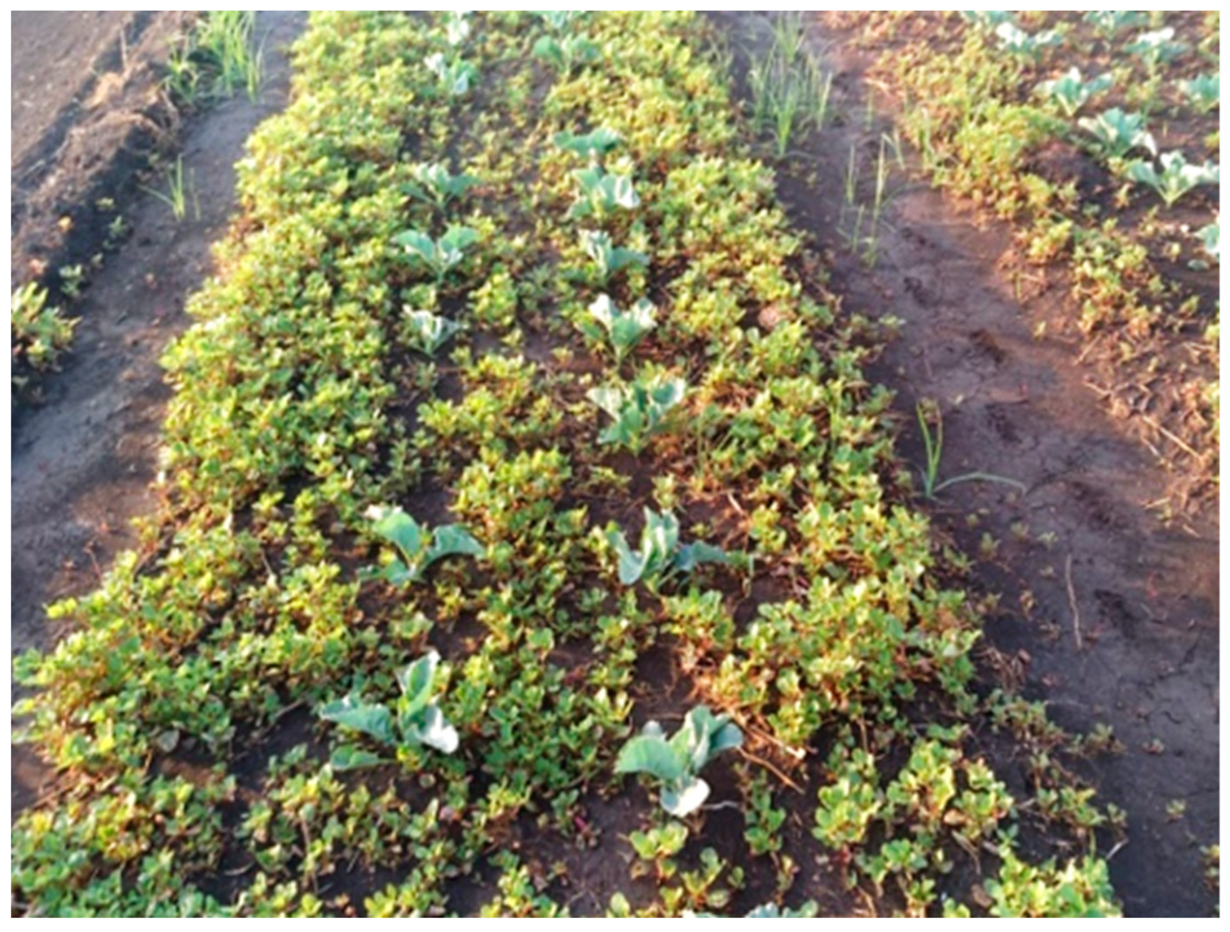 Plants 13 00518 g006 Plants 13 00518 g006