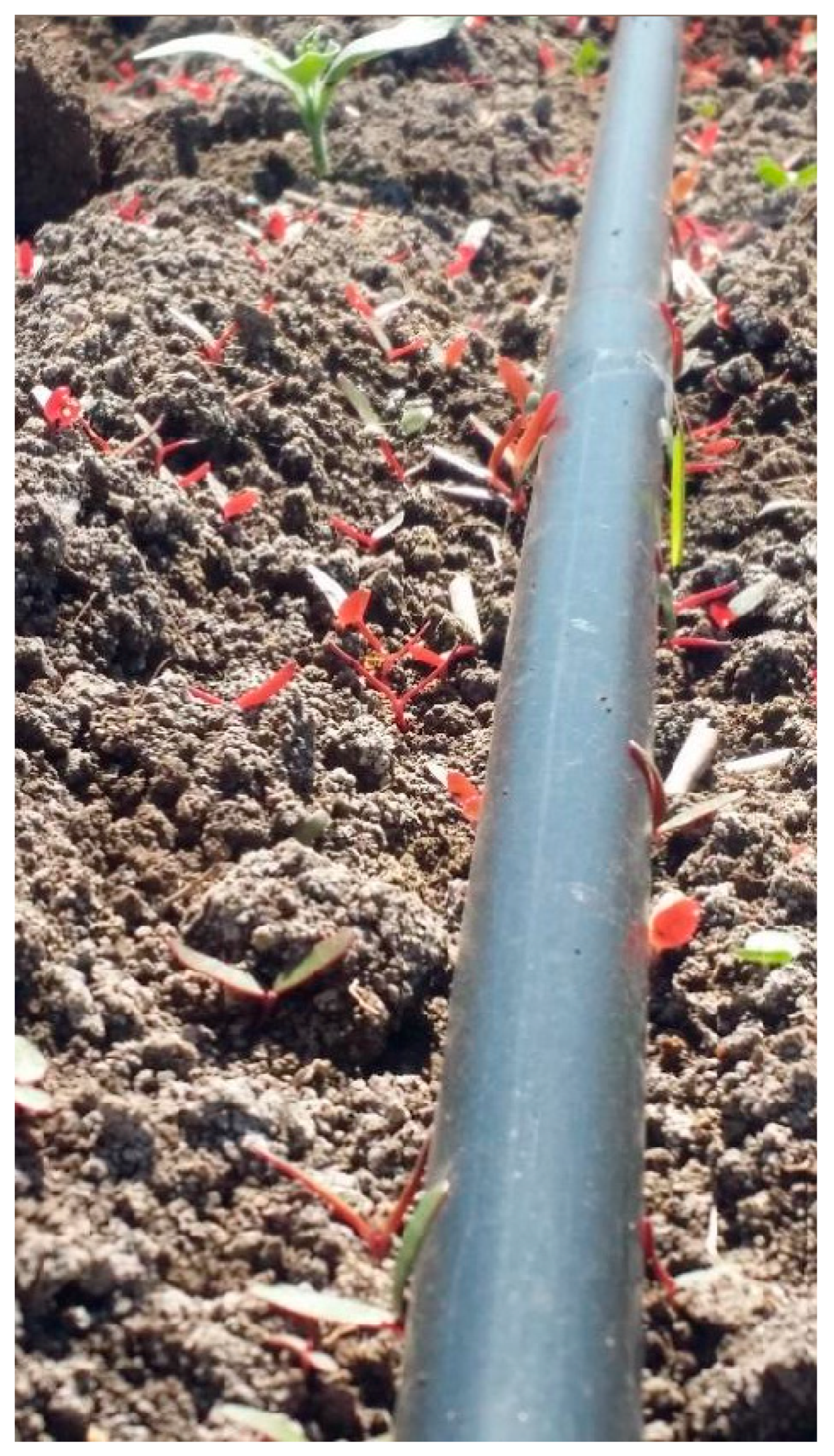 Plants 13 00518 g007 Plants 13 00518 g007