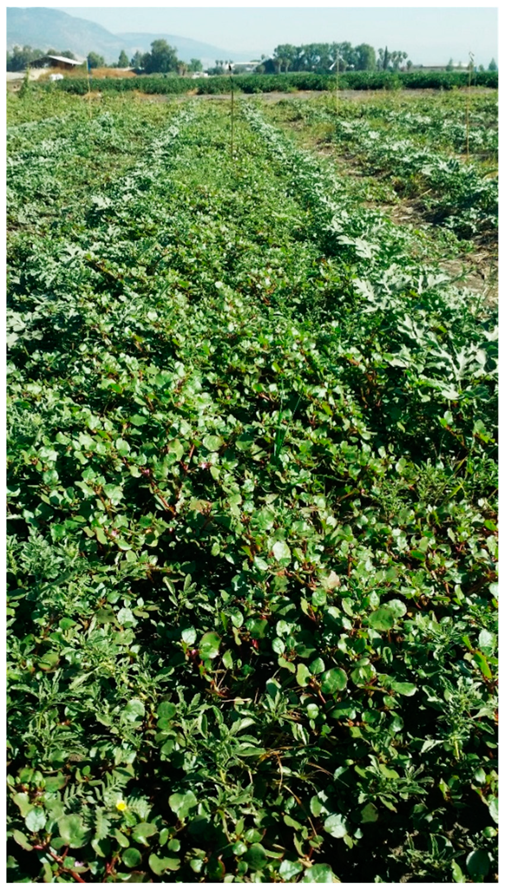 Plants 13 00518 g008 Plants 13 00518 g008