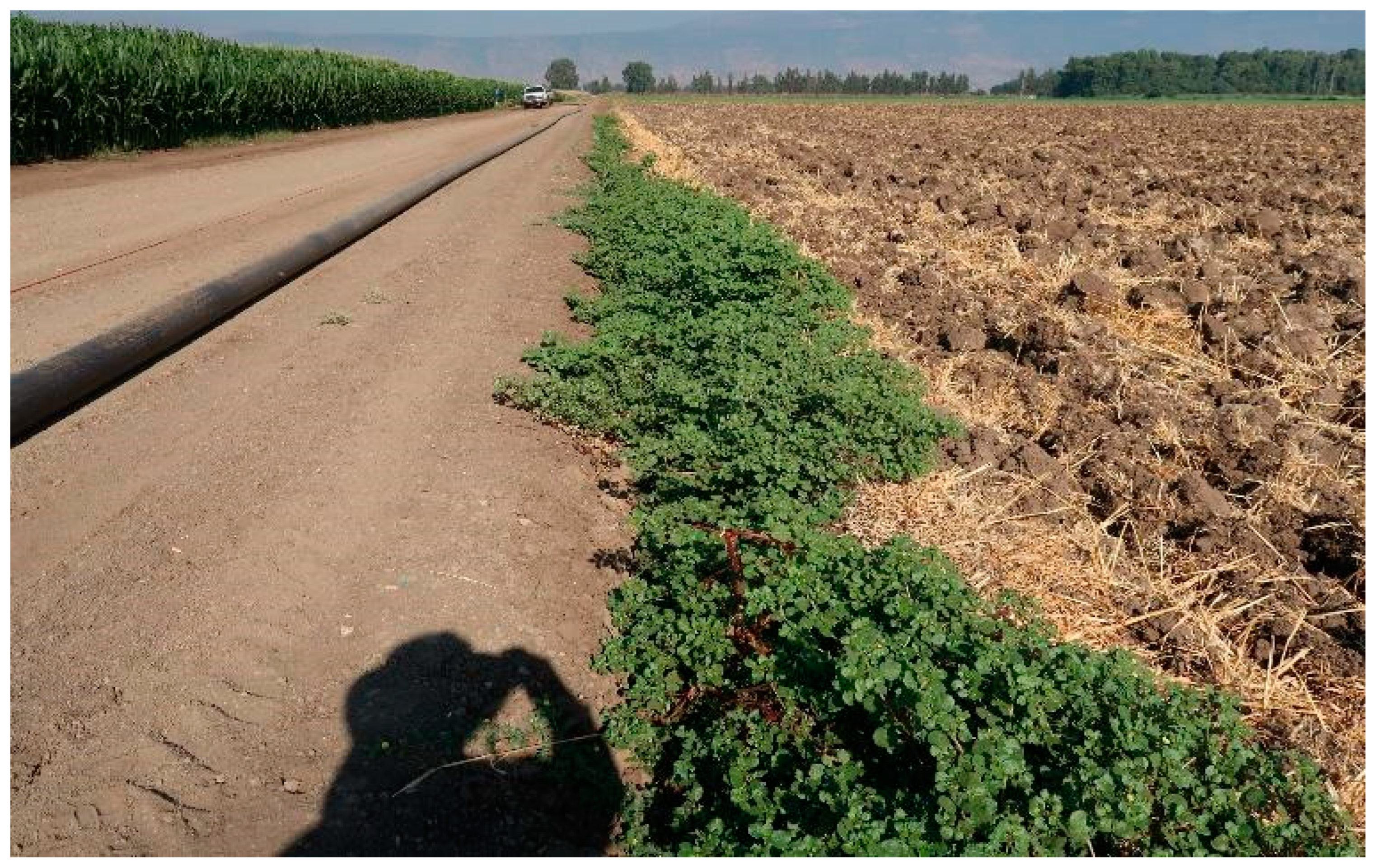 Plants 13 00518 g009 Plants 13 00518 g009