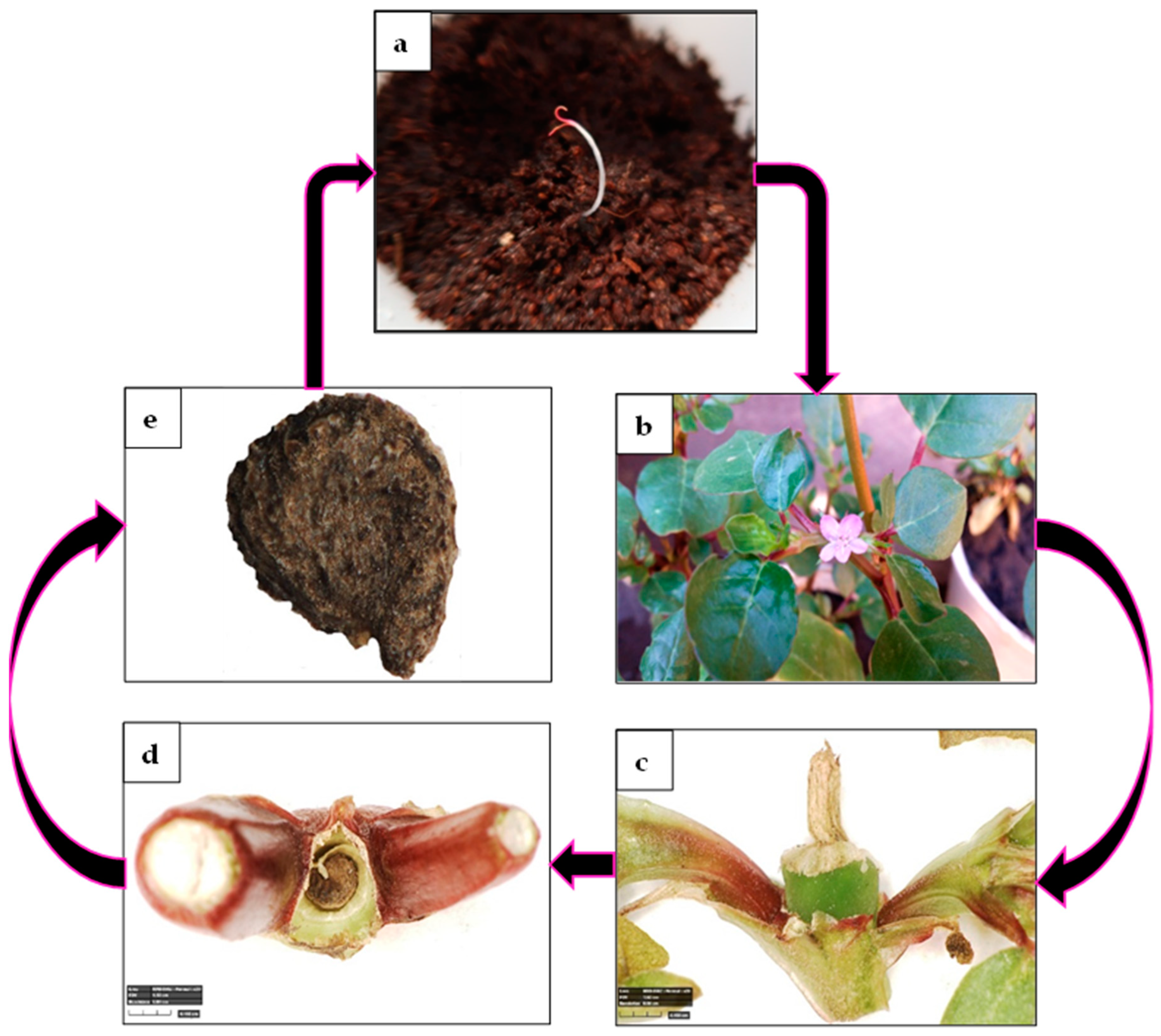 Plants 13 00518 g010 Plants 13 00518 g010