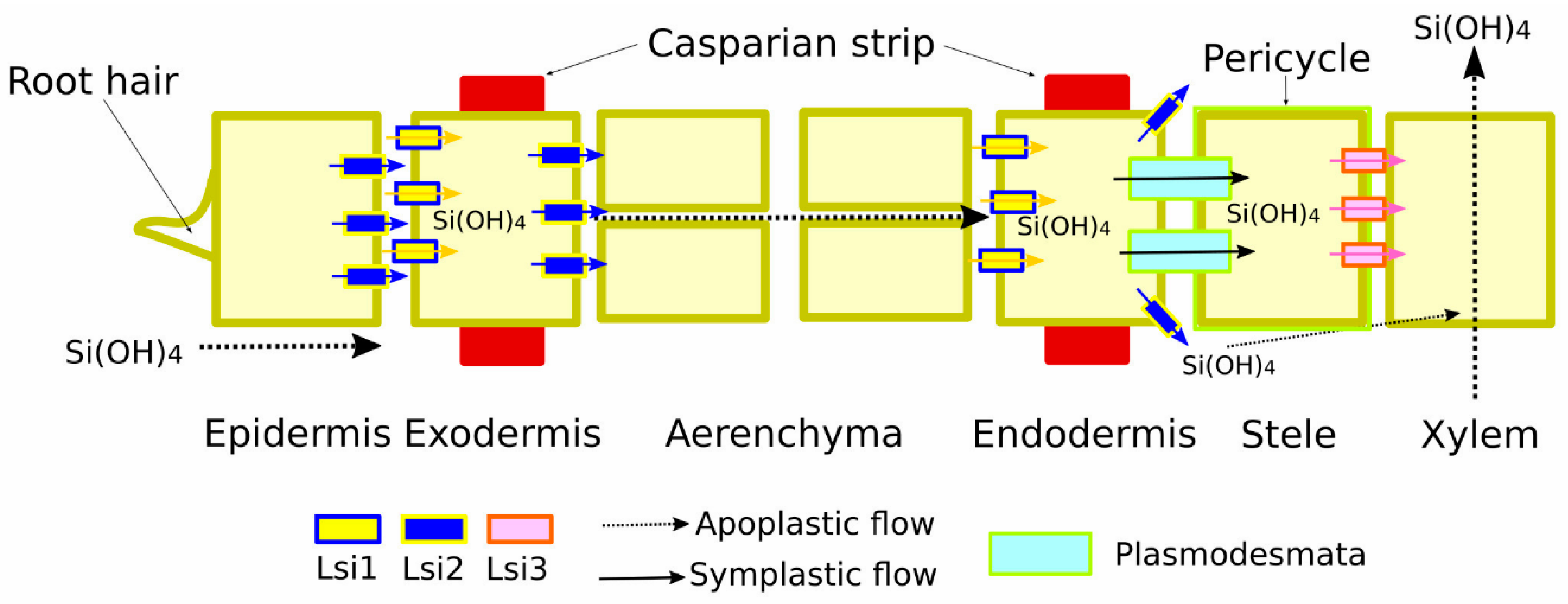 Plants 13 00525 g001