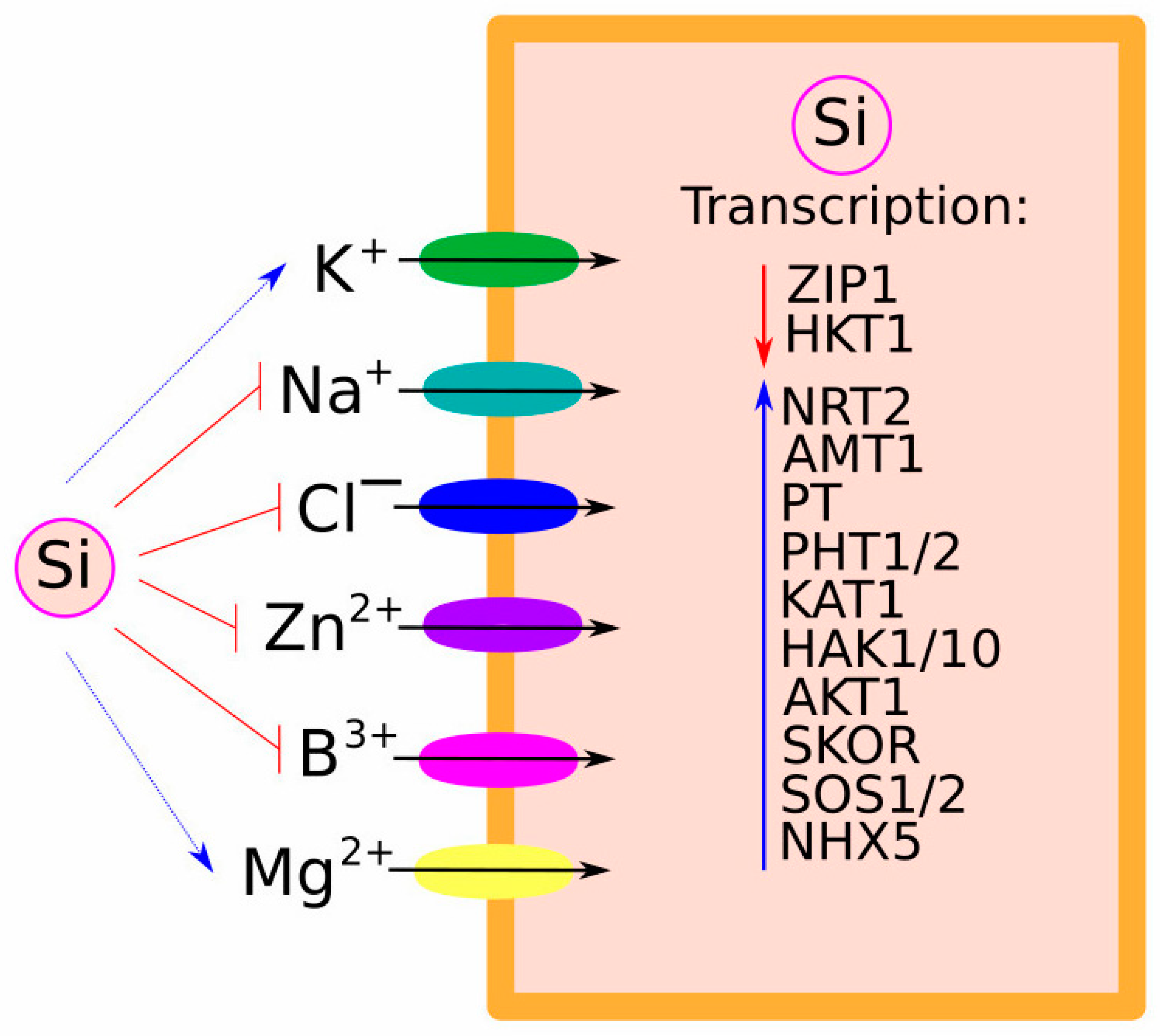 Plants 13 00525 g002