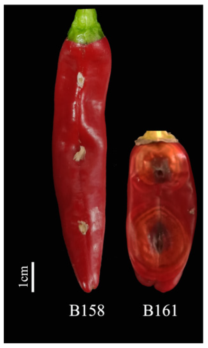 Plants 13 00527 g001