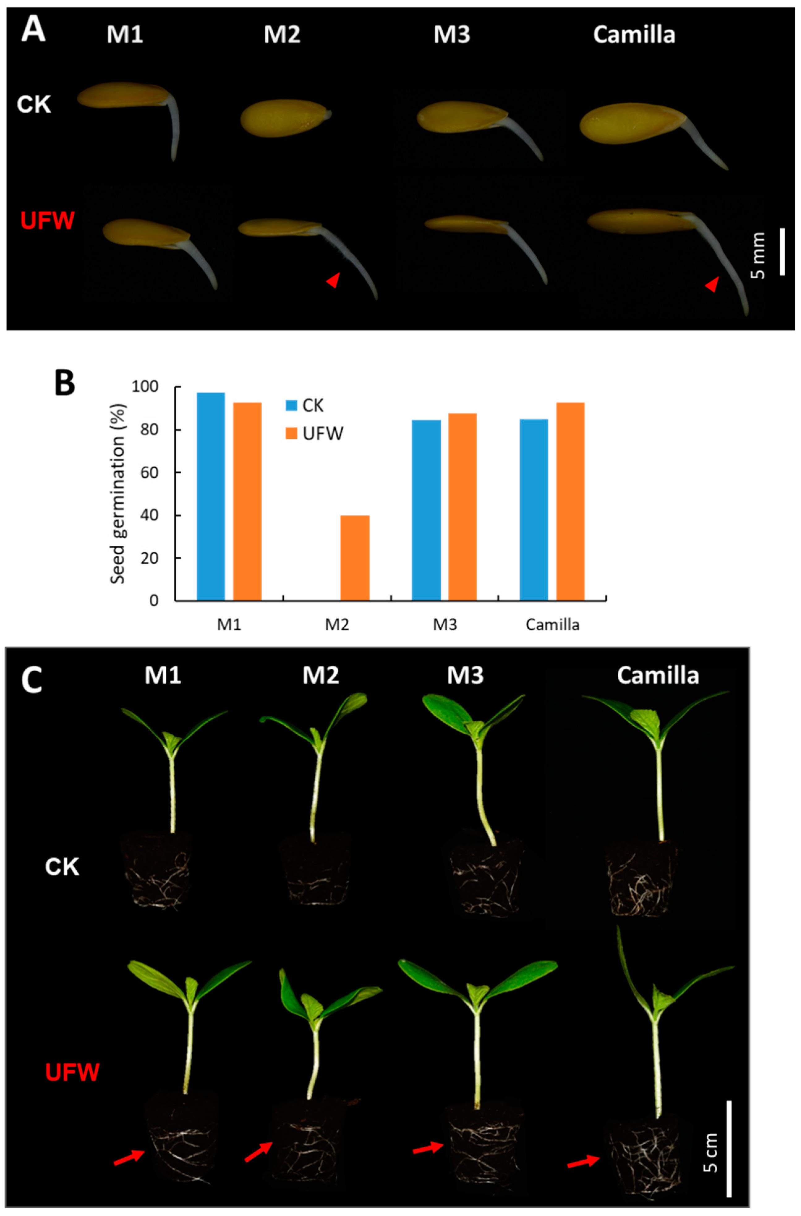 Plants 13 00537 g001