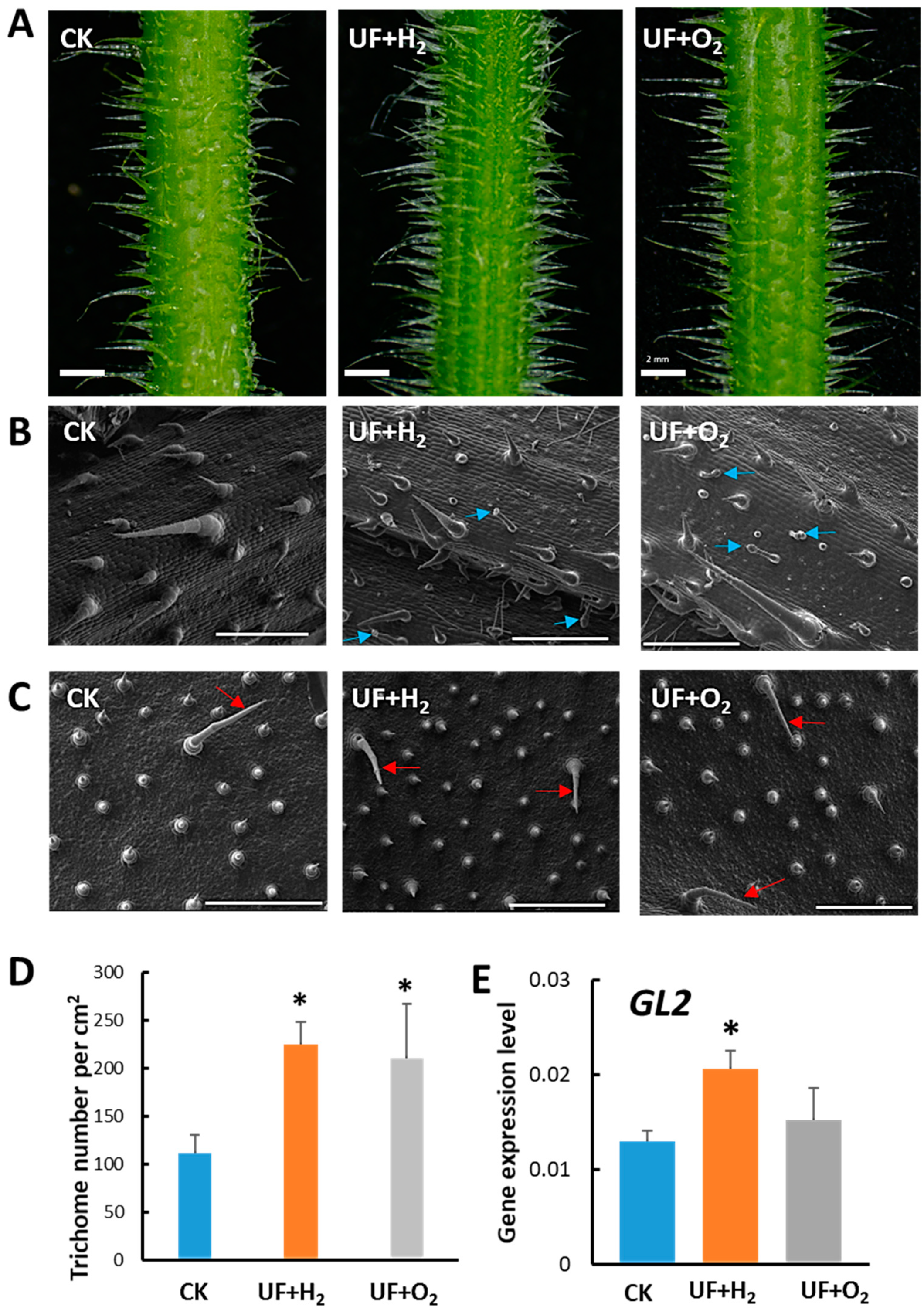 Plants 13 00537 g004