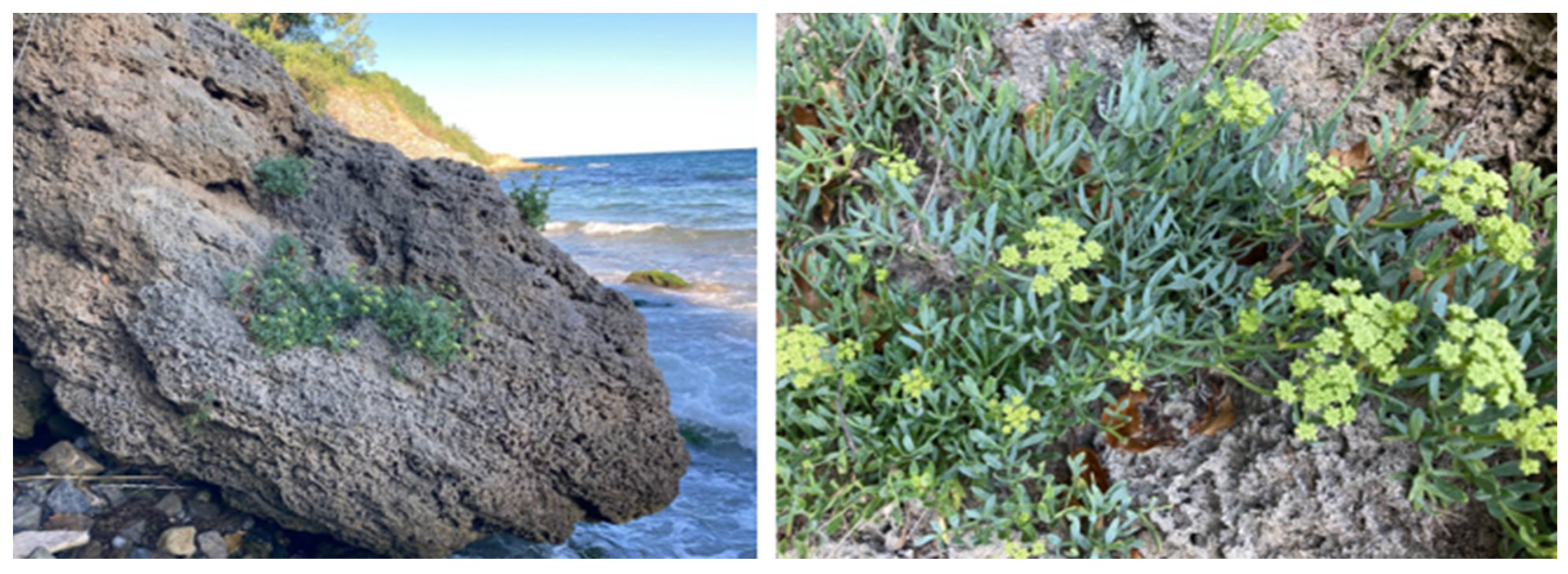 Plants 13 00550 g001 Plants 13 00550 g001