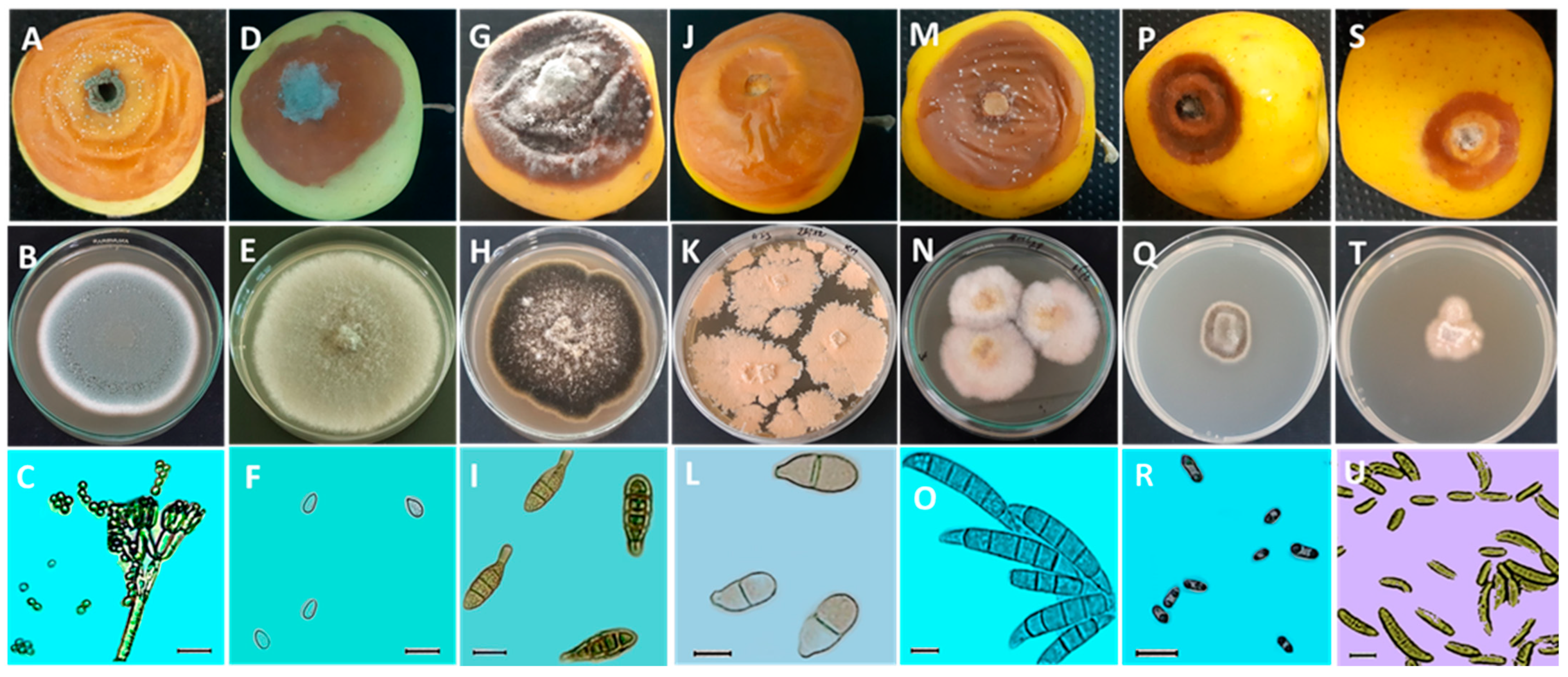 Plants 13 00553 g003