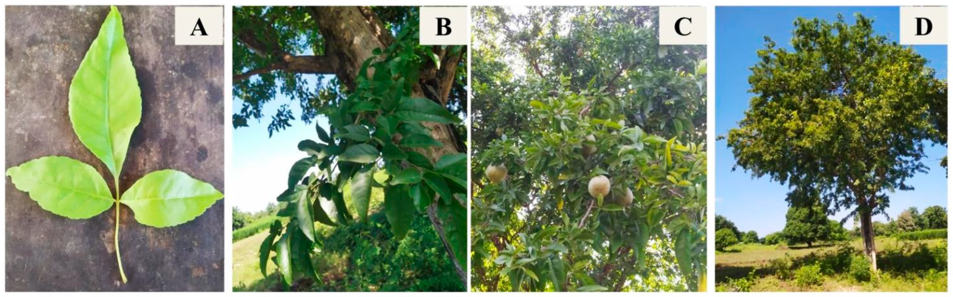 Plants 13 00559 g001