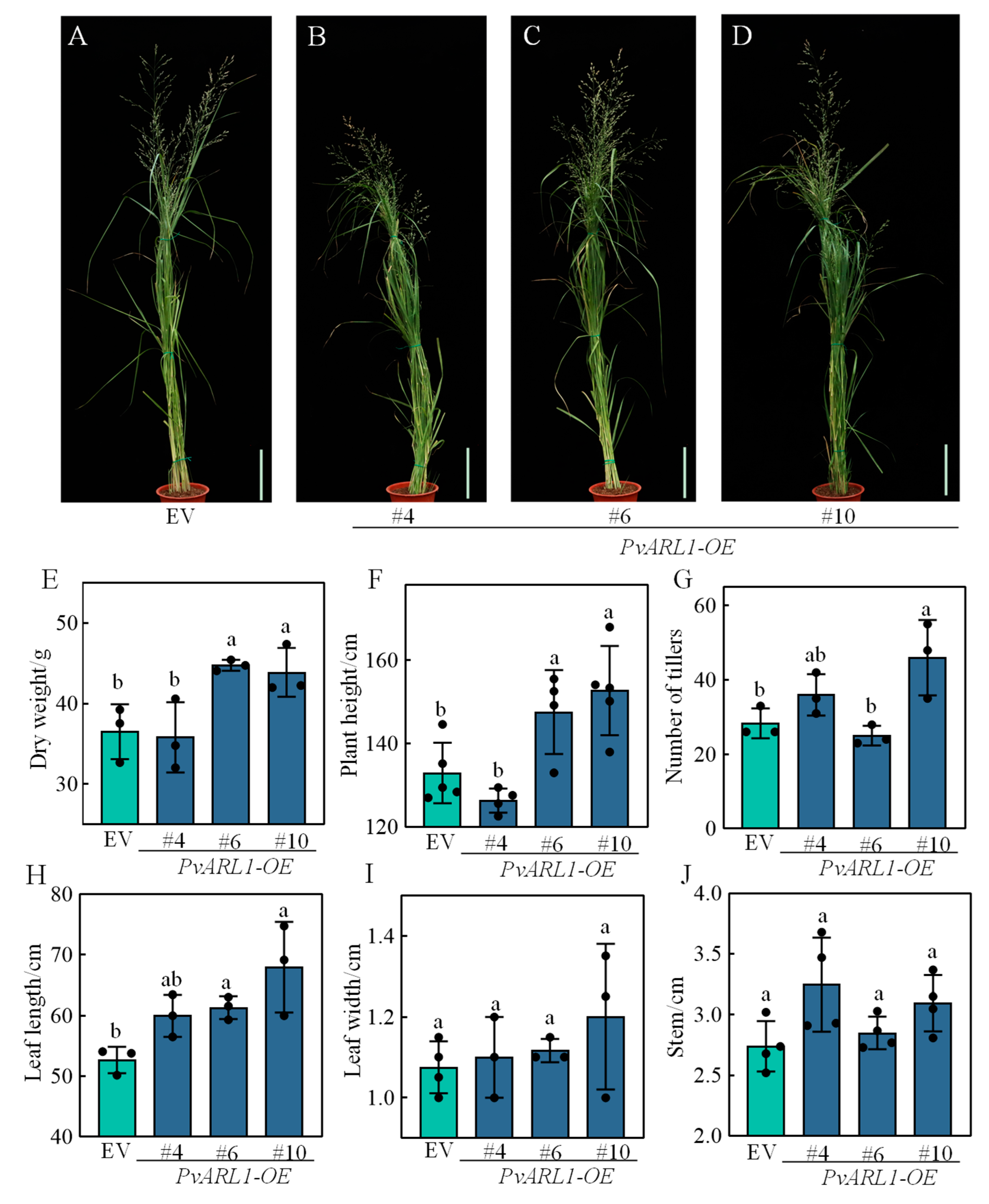 Plants 13 00566 g002