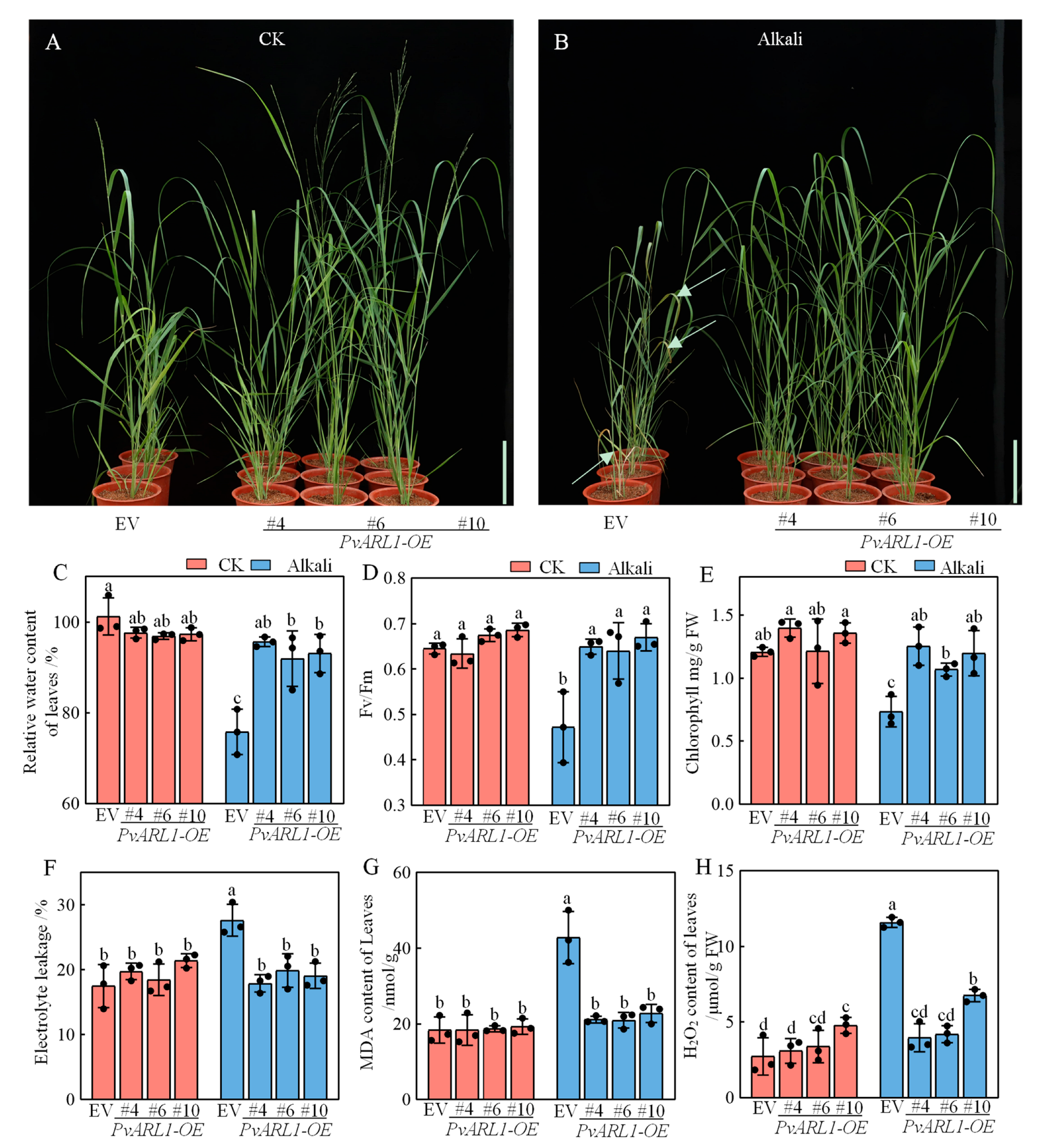 Plants 13 00566 g004