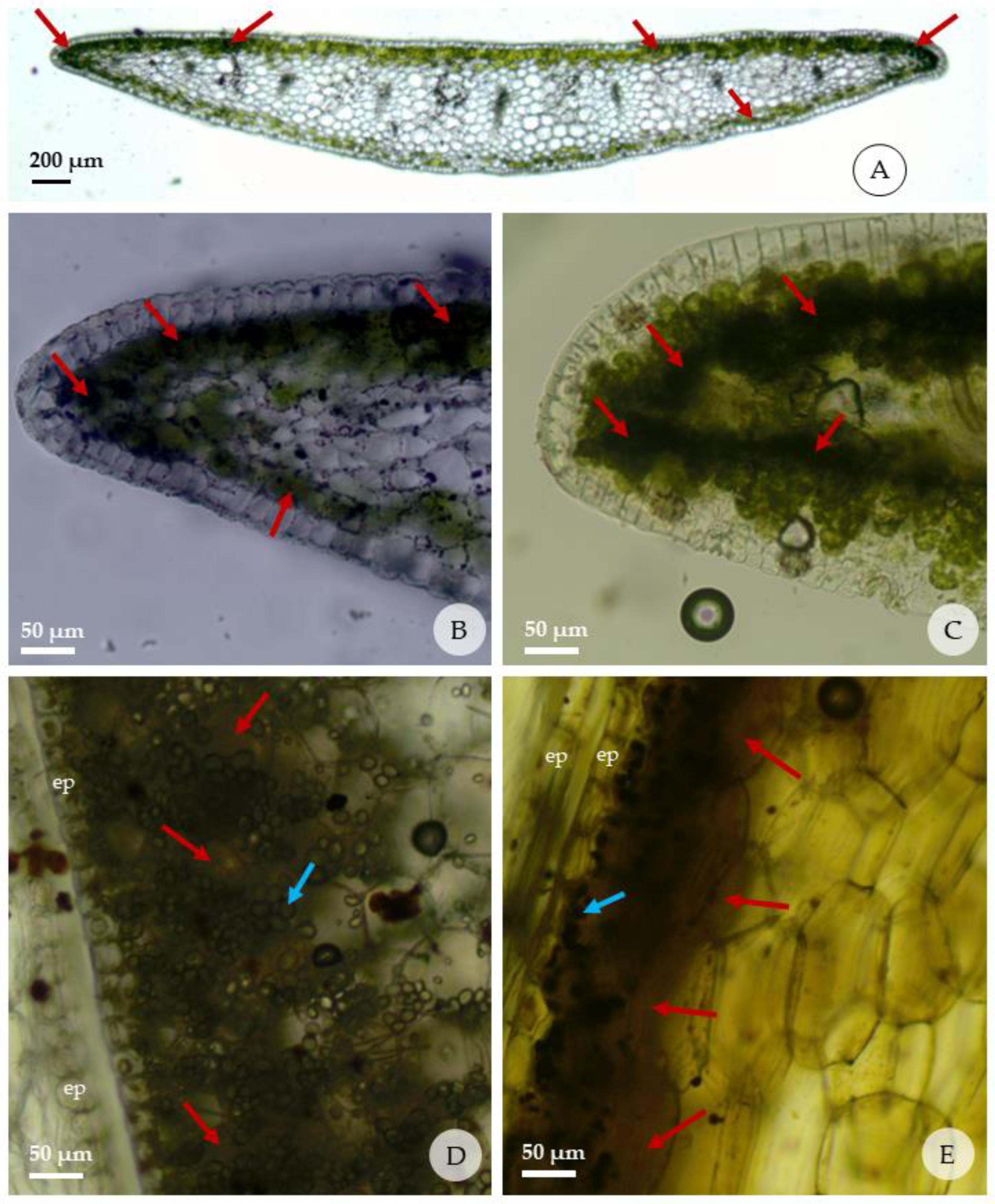 Plants 13 00569 g005 Plants 13 00569 g005