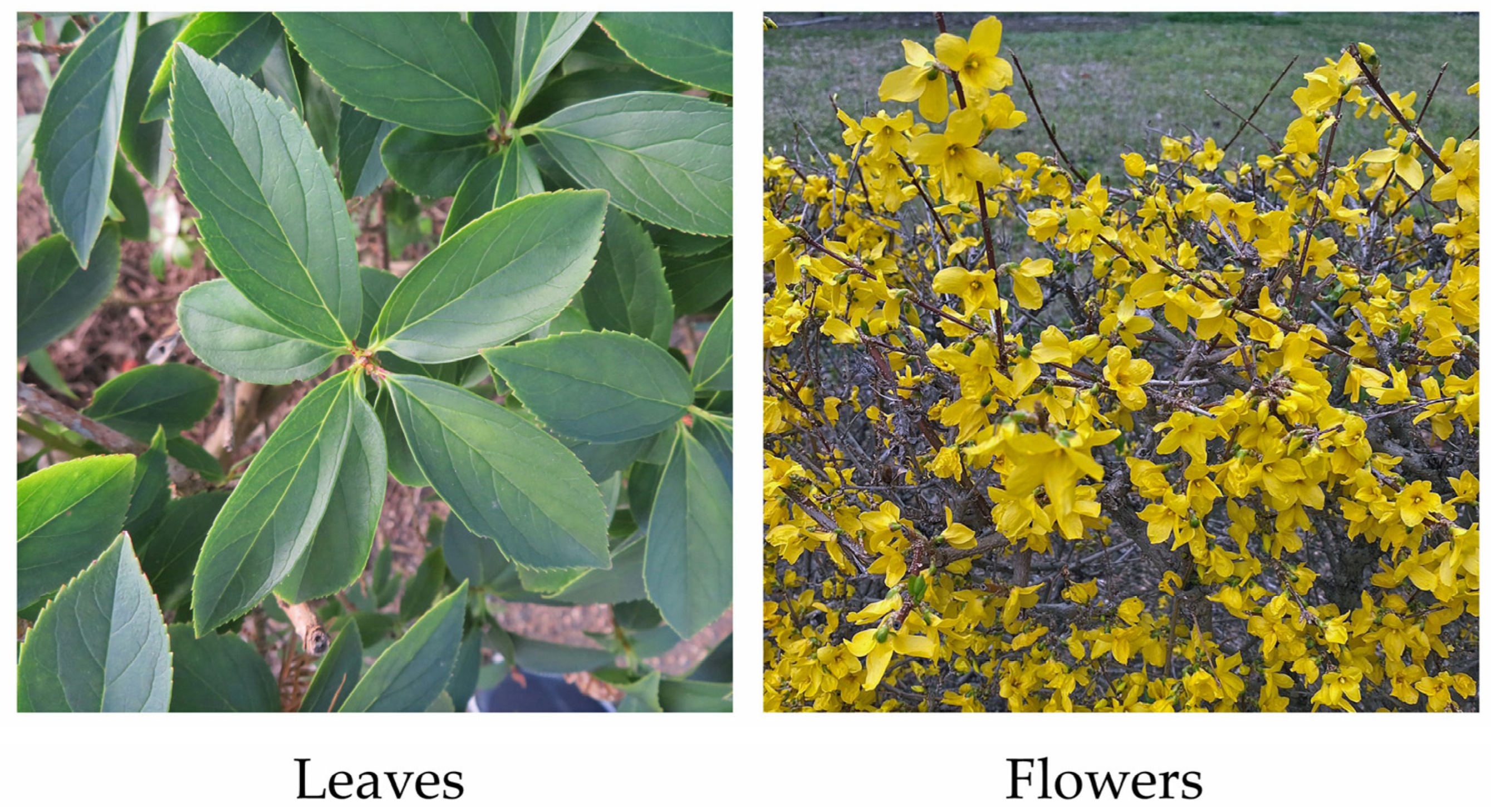 Plants 13 00575 g001